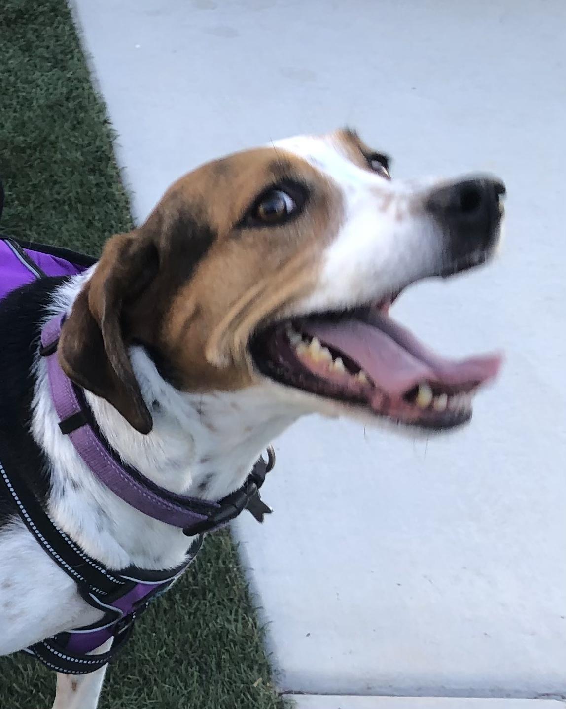 Enlarge Millie, a Adoptable mixed breed in Scottsdale, AZ image 4/6