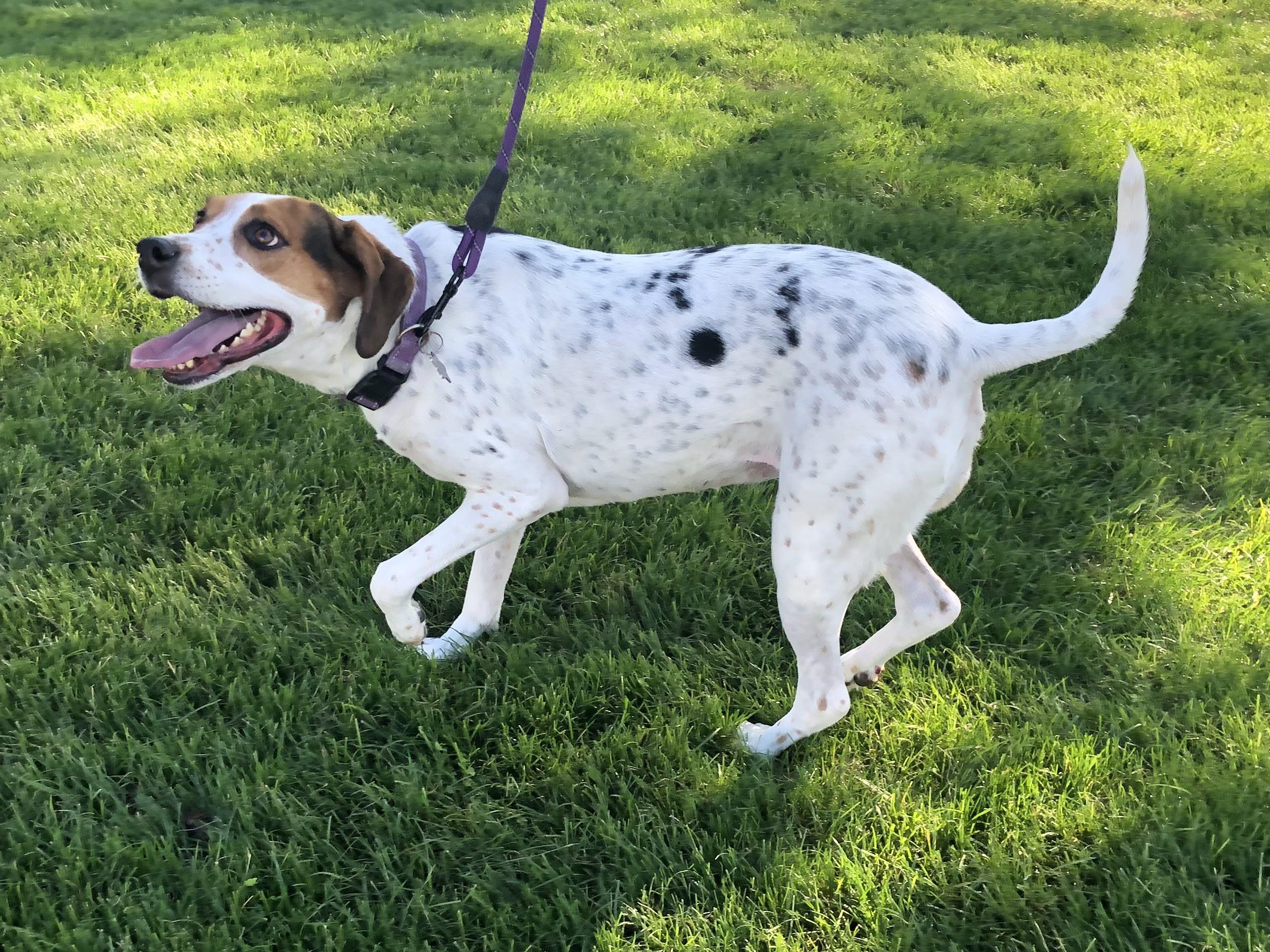 Enlarge Millie, a Adoptable mixed breed in Scottsdale, AZ image 5/6