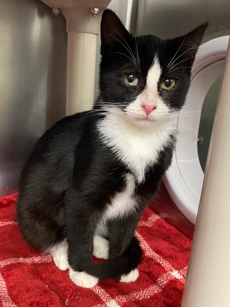 Enlarge Bounty, a Adoptable mixed breed in Grants Pass, OR image 1/3