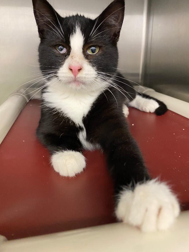 Enlarge Bounty, a Adoptable mixed breed in Grants Pass, OR image 2/3