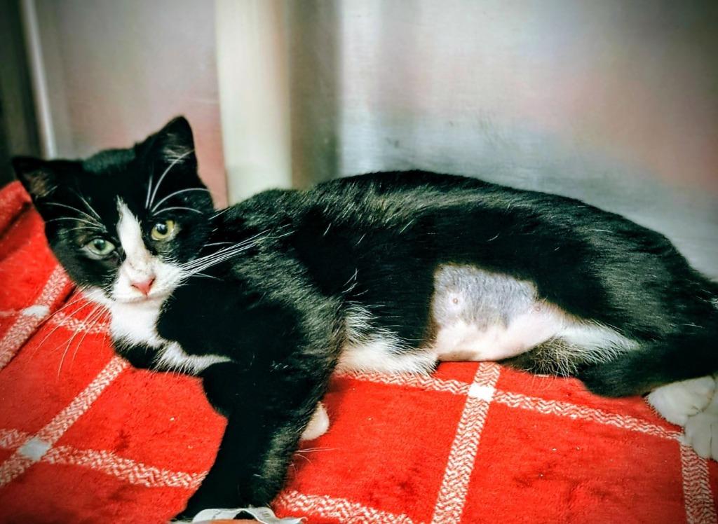 Enlarge Bounty, a Adoptable mixed breed in Grants Pass, OR image 3/3