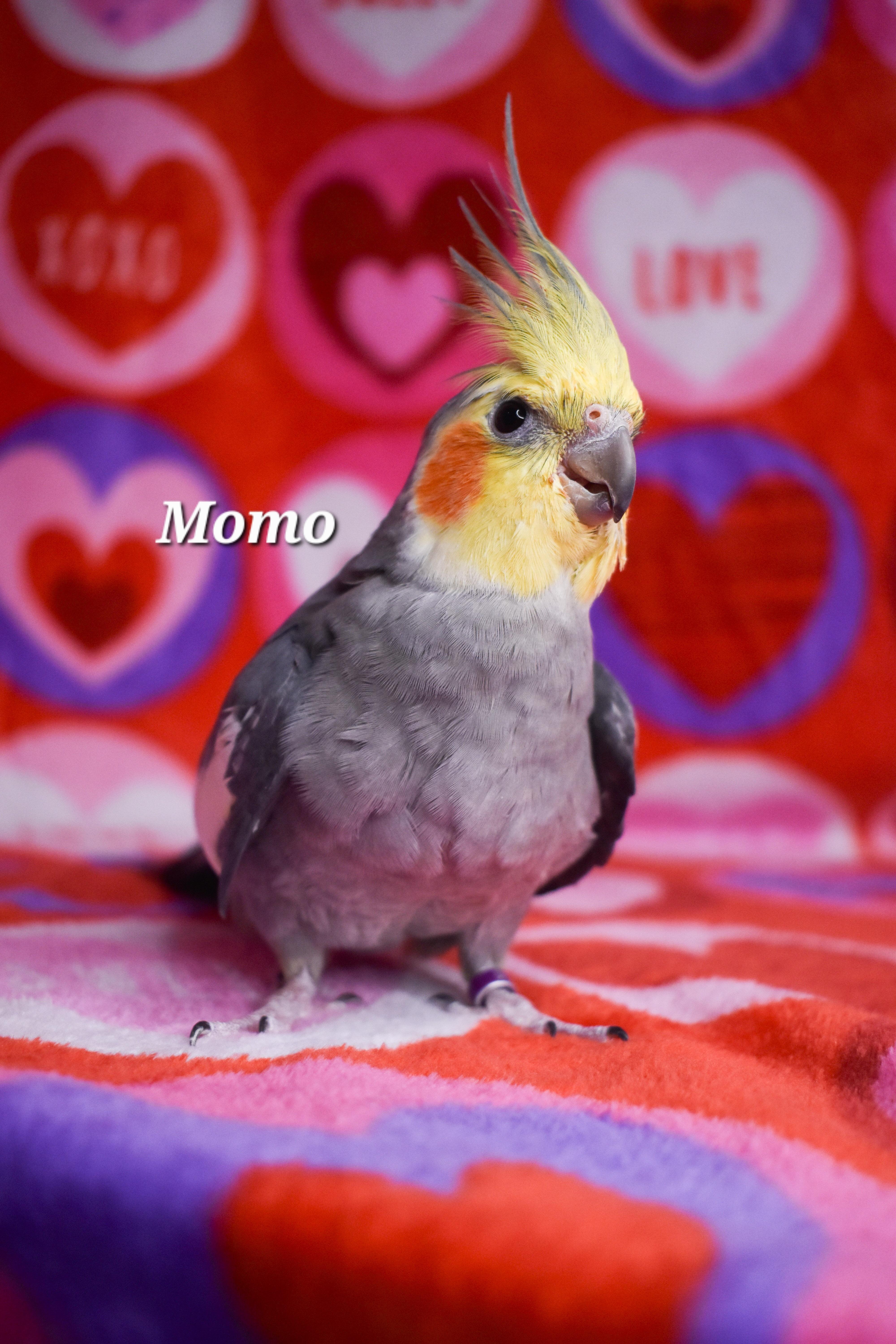 Enlarge Momo, a Adoptable Cockatiel in Waukesha, WI image 4/6