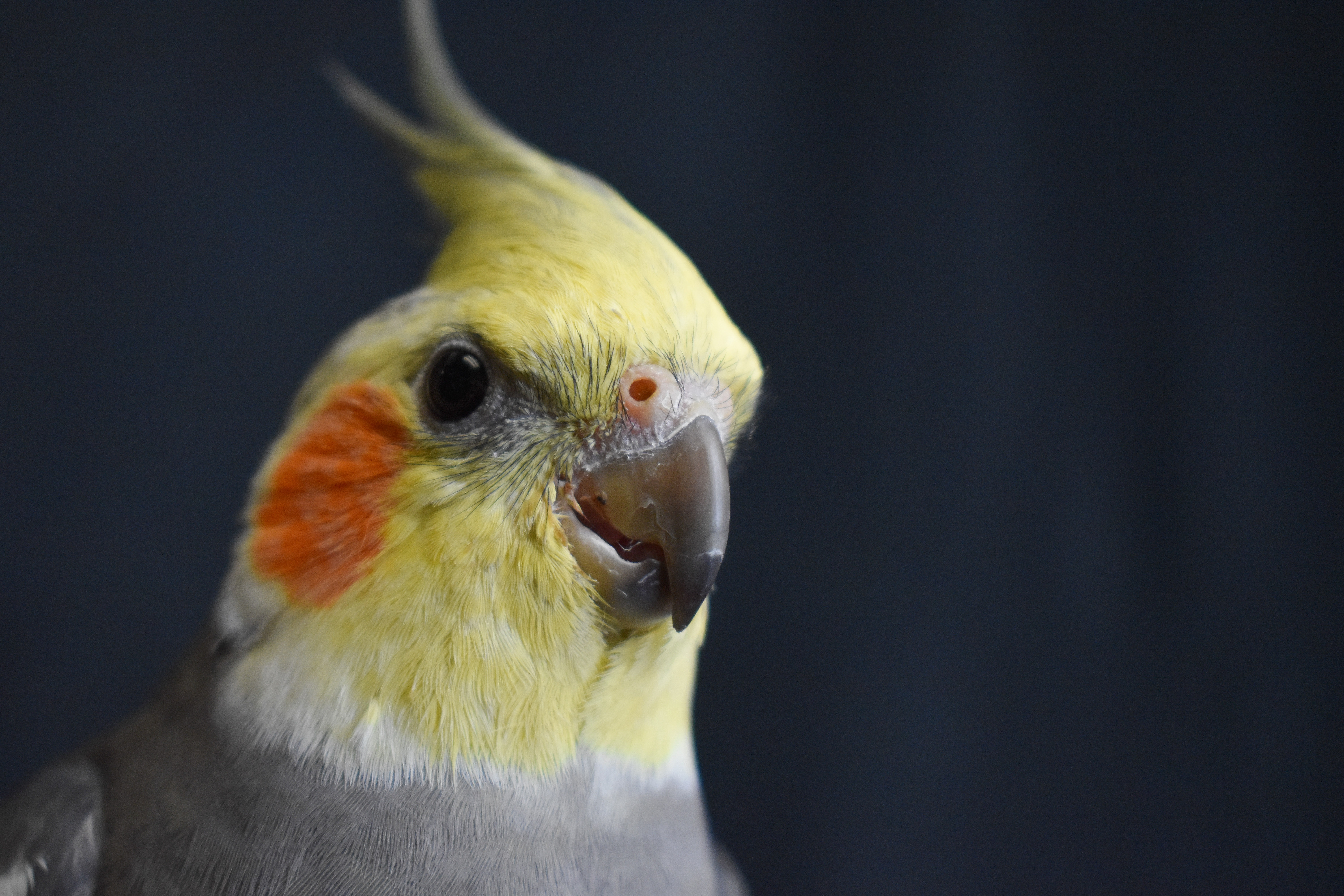 Enlarge Momo, a Adoptable Cockatiel in Waukesha, WI image 5/6