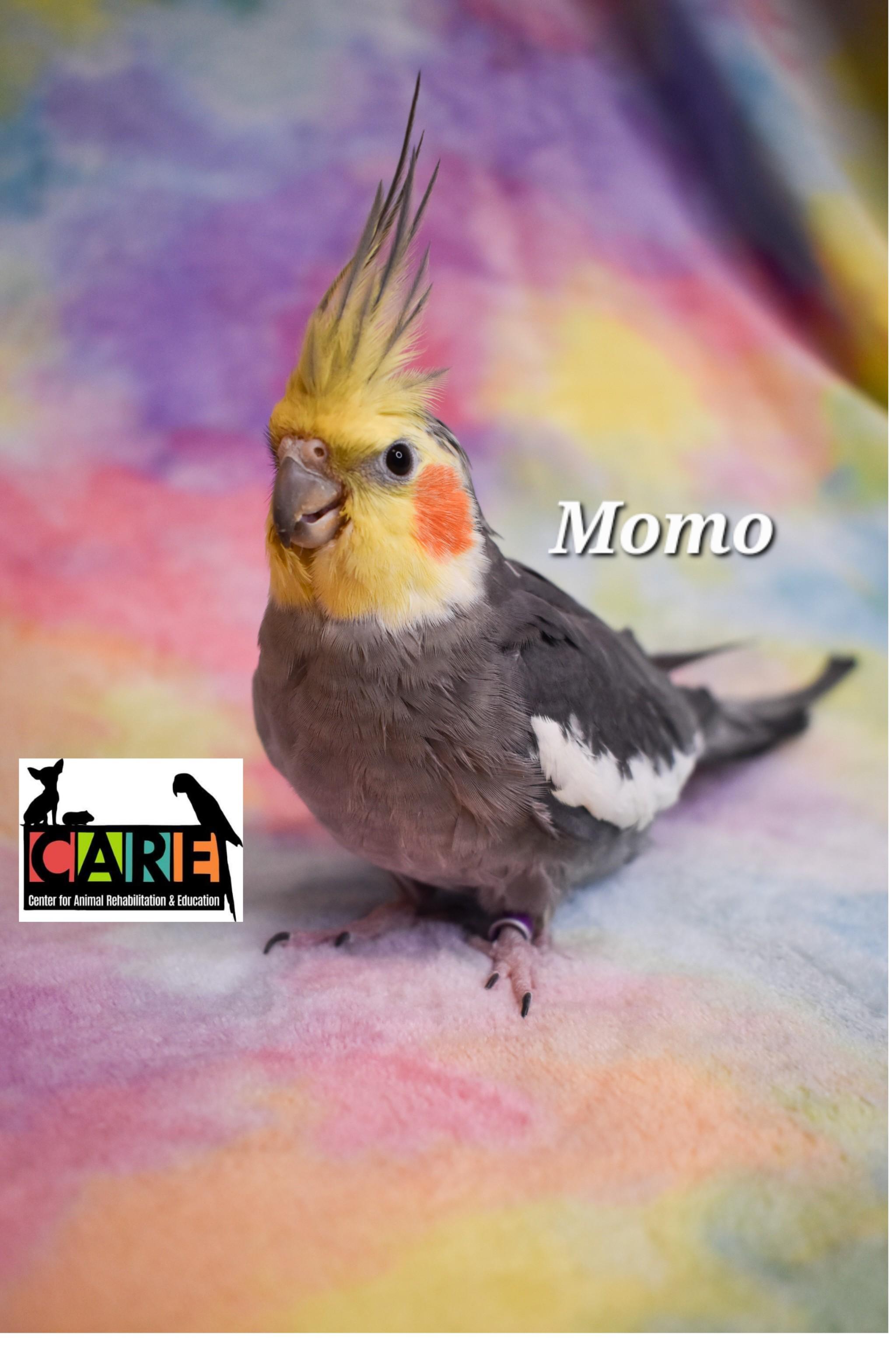Enlarge Momo, a Adoptable Cockatiel in Waukesha, WI image 3/6
