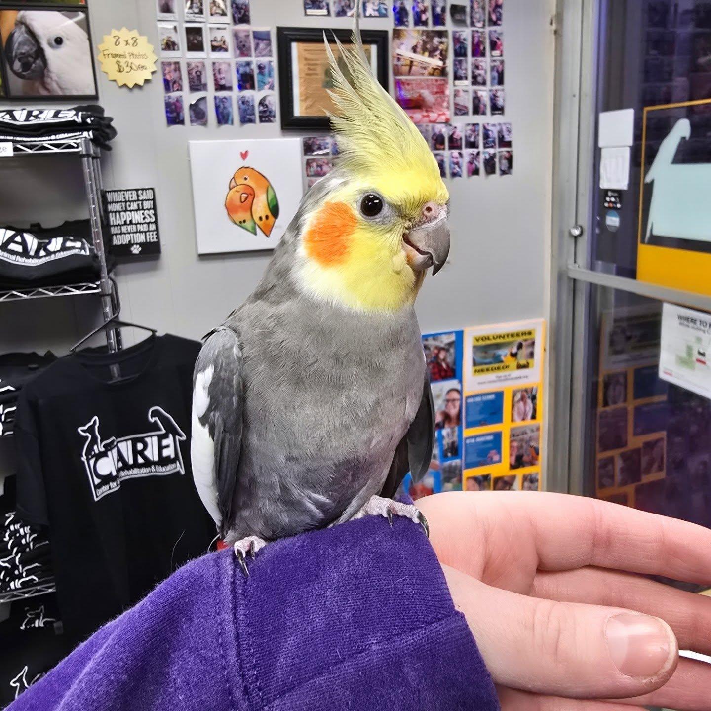 Enlarge Momo, a Adoptable Cockatiel in Waukesha, WI image 1/6