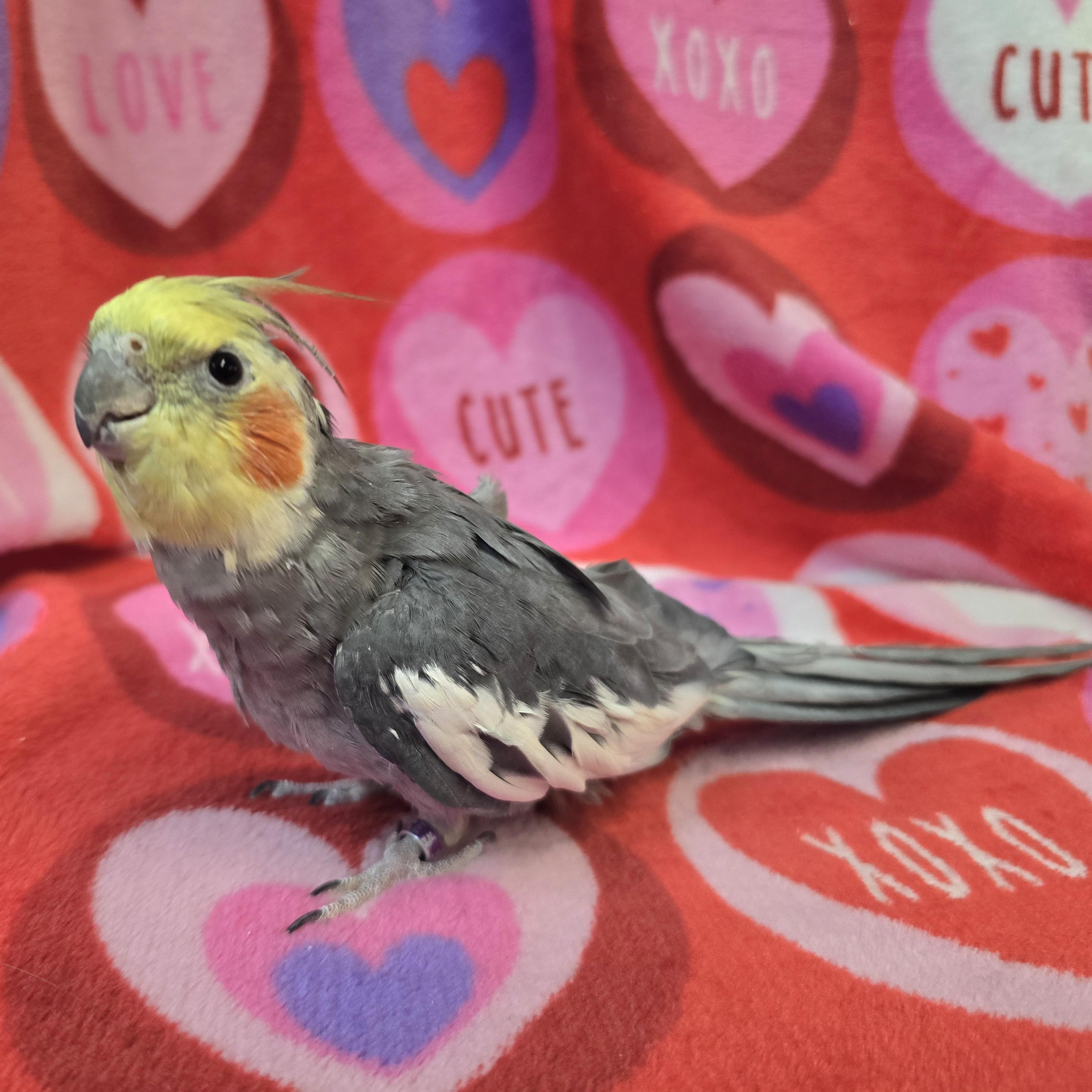 Enlarge Momo, a Adoptable Cockatiel in Waukesha, WI image 6/6