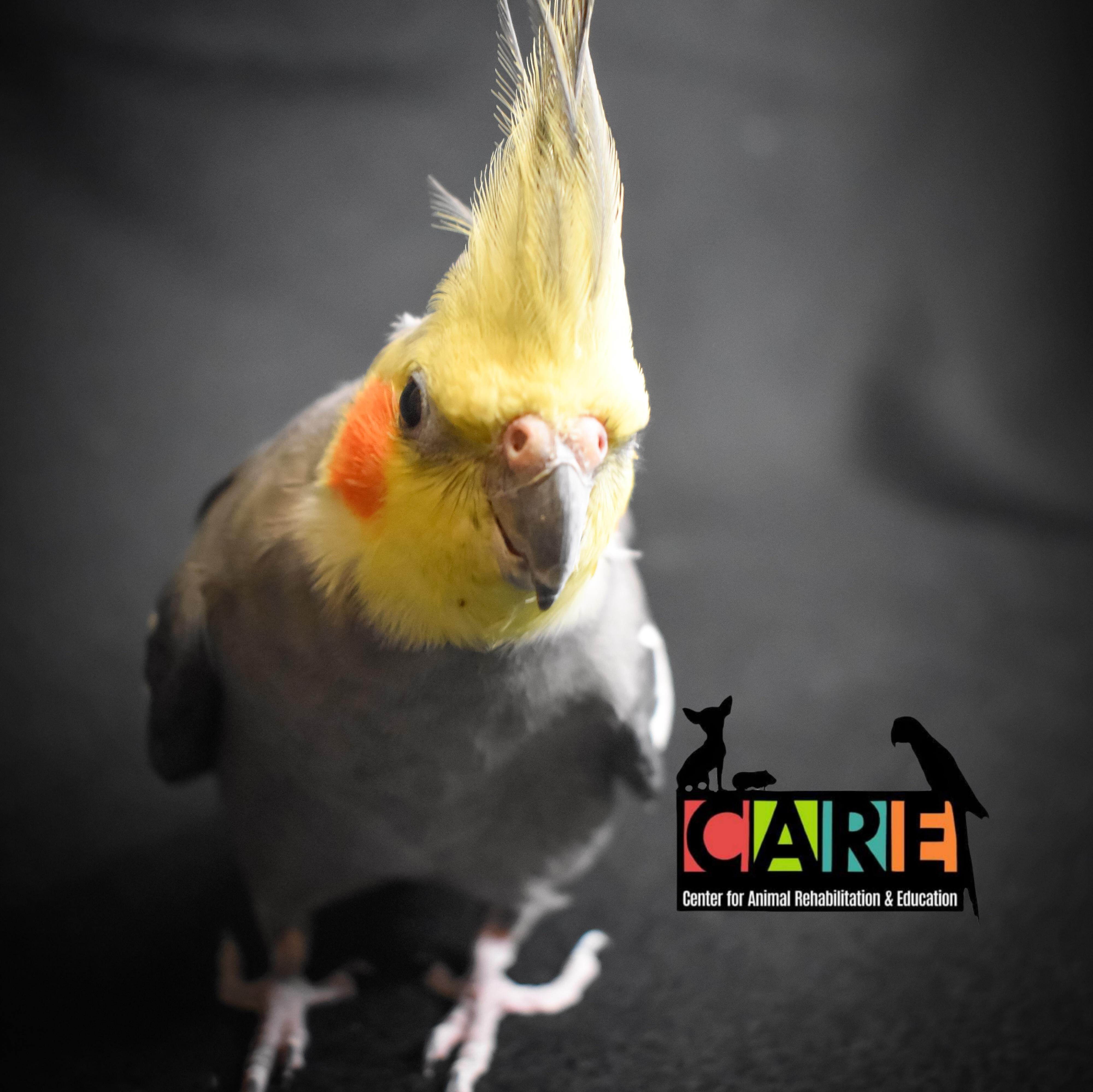 Enlarge Momo, a Adoptable Cockatiel in Waukesha, WI image 2/6