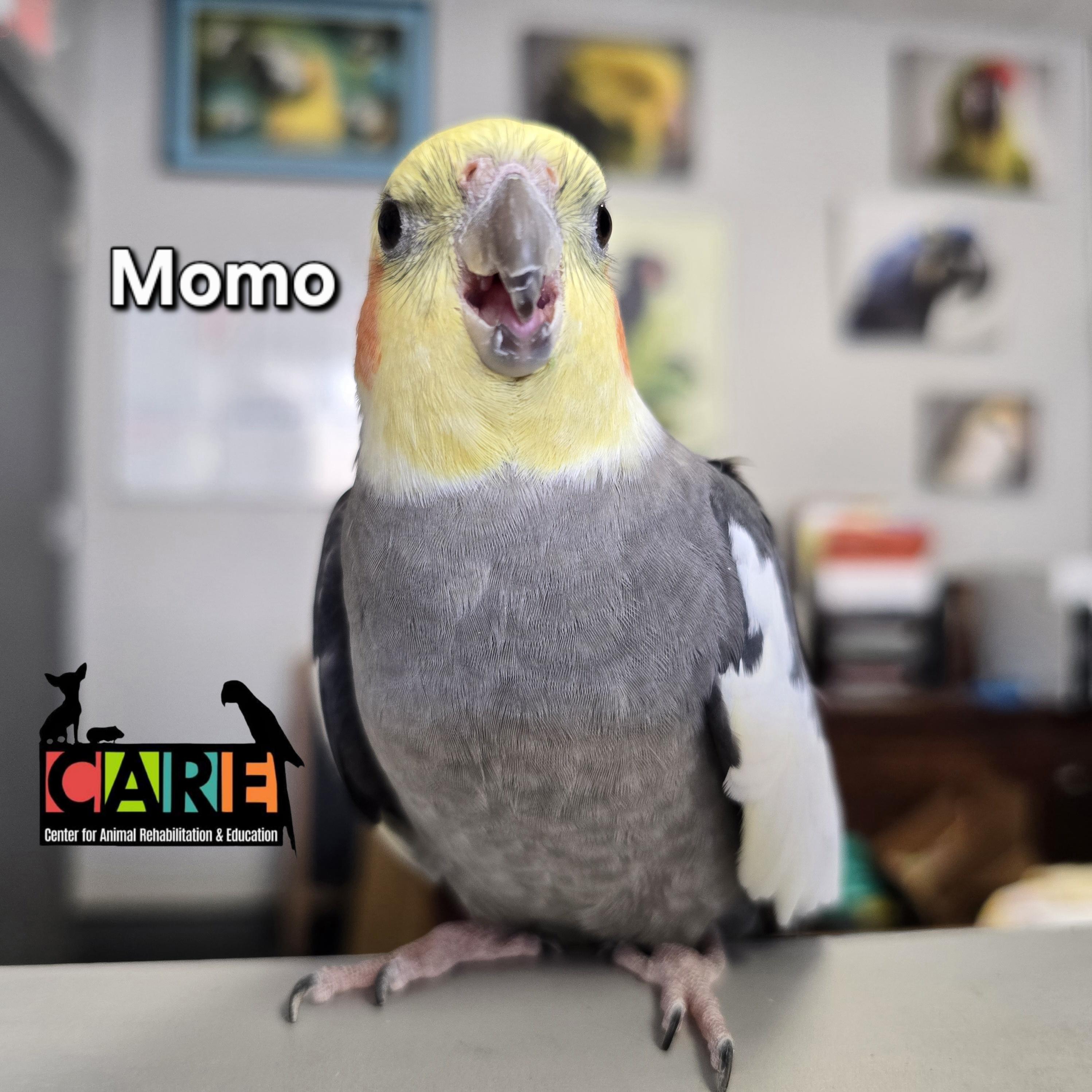 Momo, Adoptable, Adult Male Cockatiel.