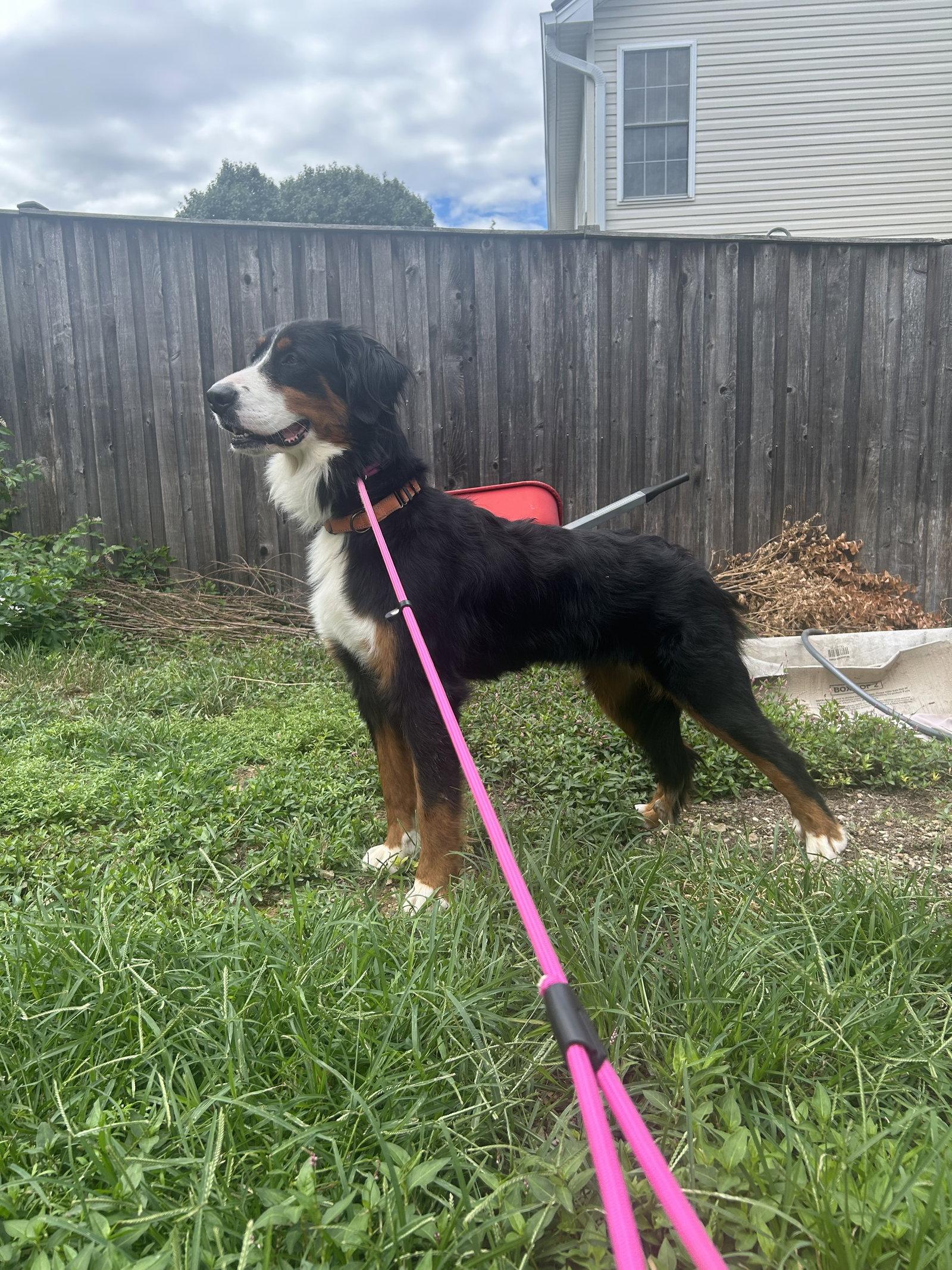 Enlarge Lilah, a Adoptable Bernese Mountain Dog in Stephens City, VA image 1/1