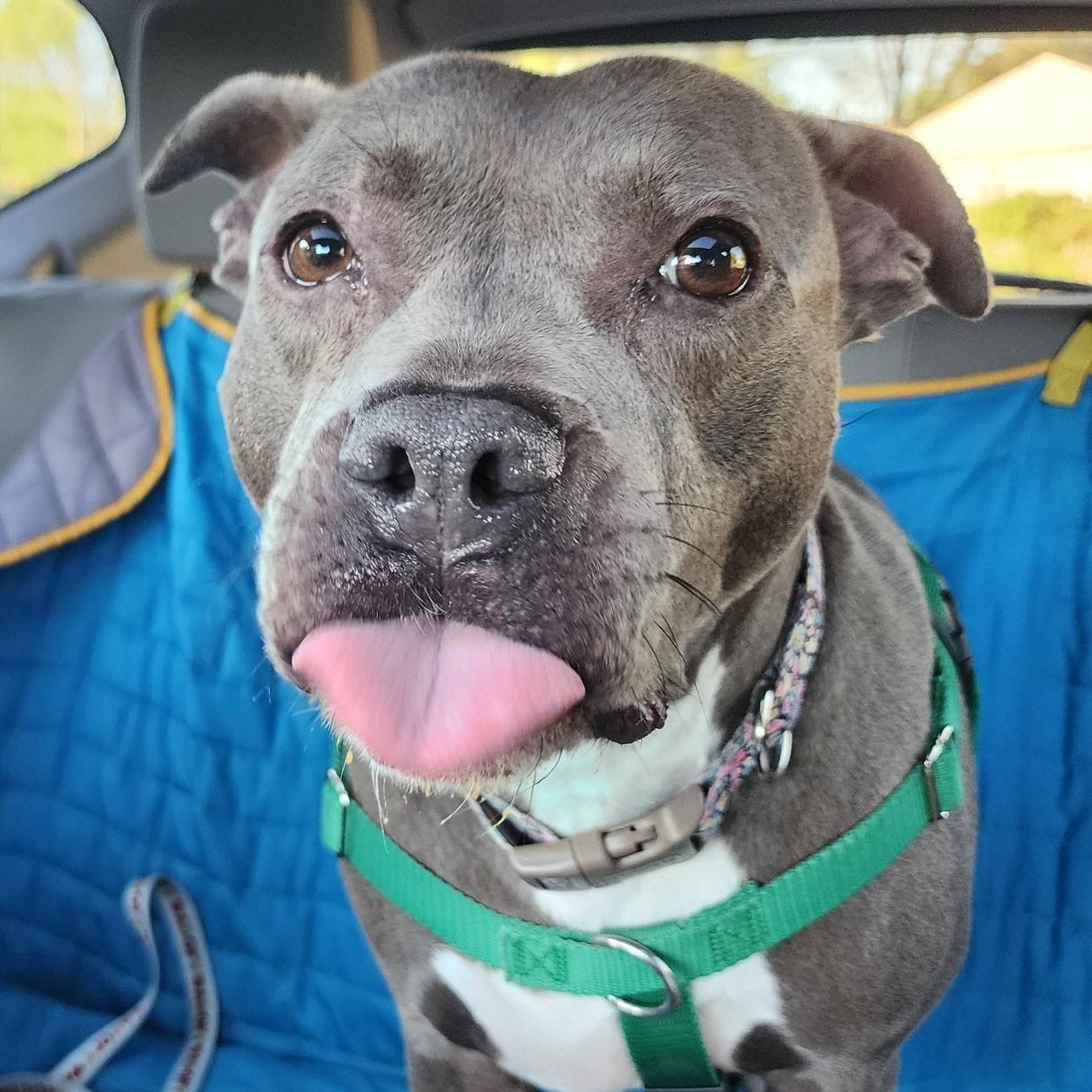 Blueberry Toaster Strudel, a Adoptable mixed breed in Troy, MI image 1/6