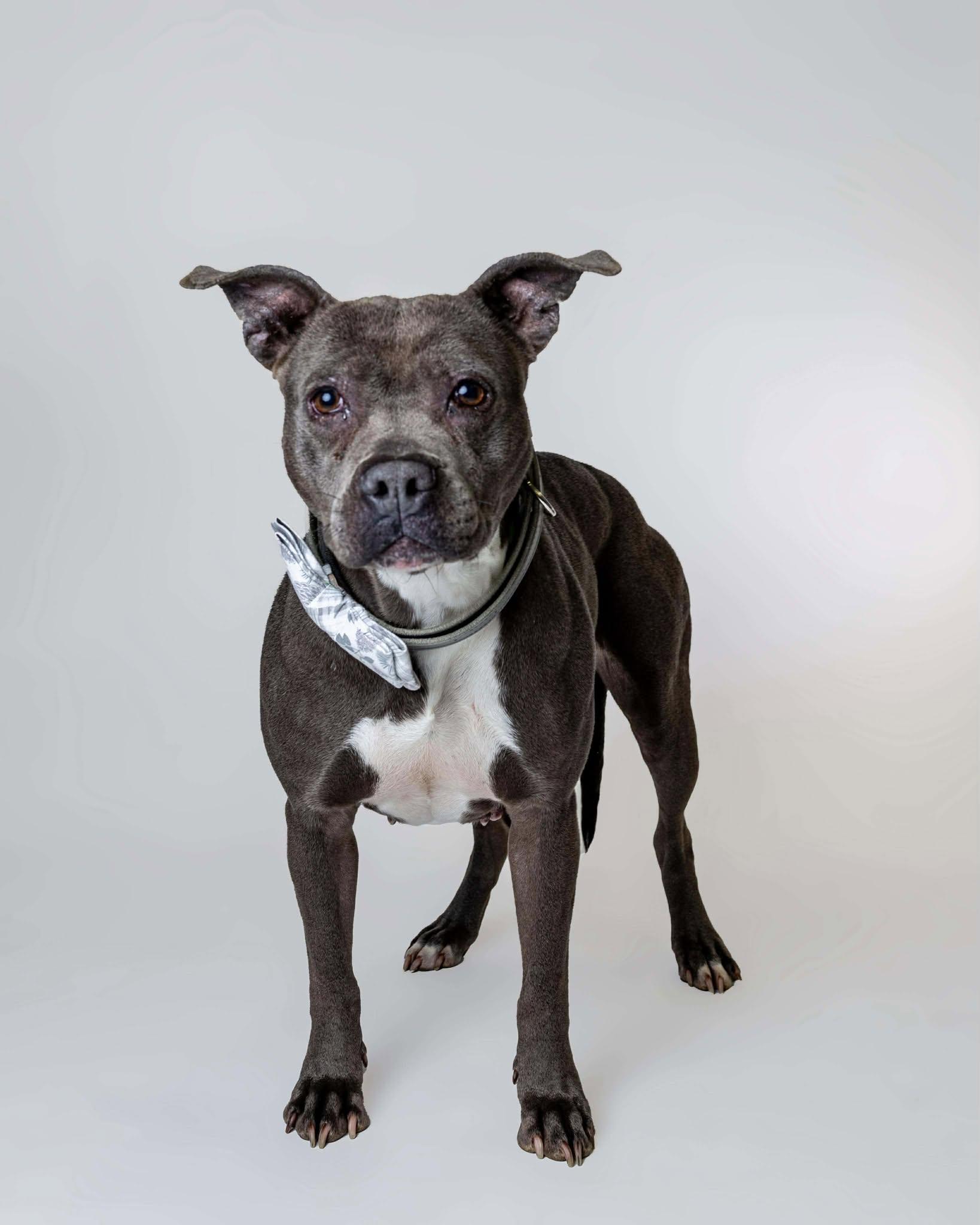 Blueberry Toaster Strudel, a Adoptable mixed breed in Troy, MI image 1/6