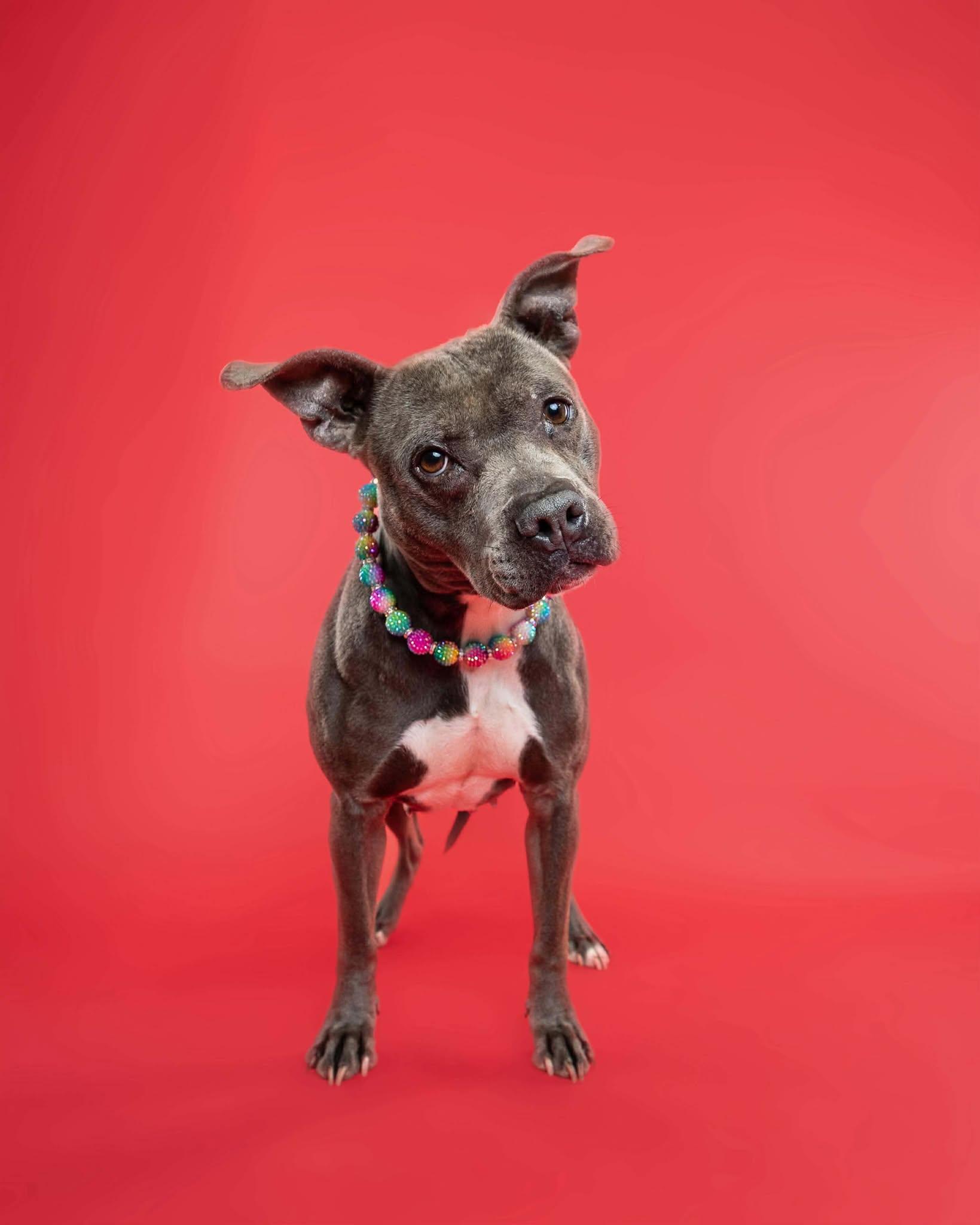 Blueberry Toaster Strudel, Adoptable, Adult Female Pit Bull Terrier & American Staffordshire Terrier.
