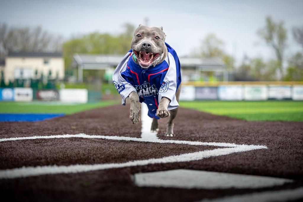 Blueberry Toaster Strudel, a Adoptable mixed breed in Troy, MI image 5/6