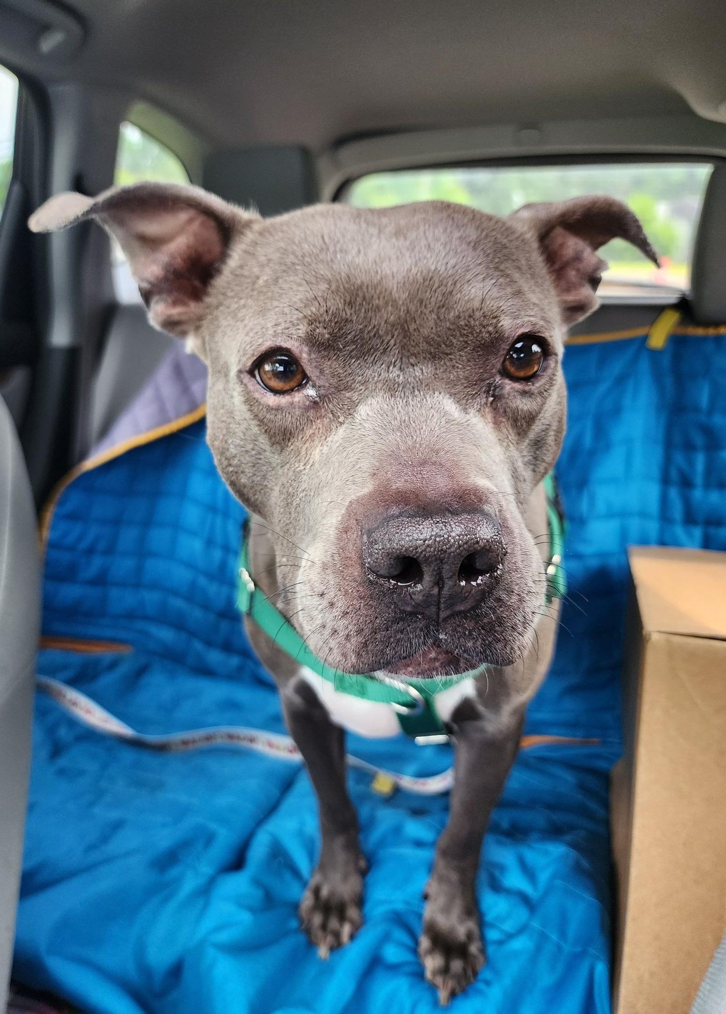 Blueberry Toaster Strudel, a Adoptable mixed breed in Troy, MI image 6/6