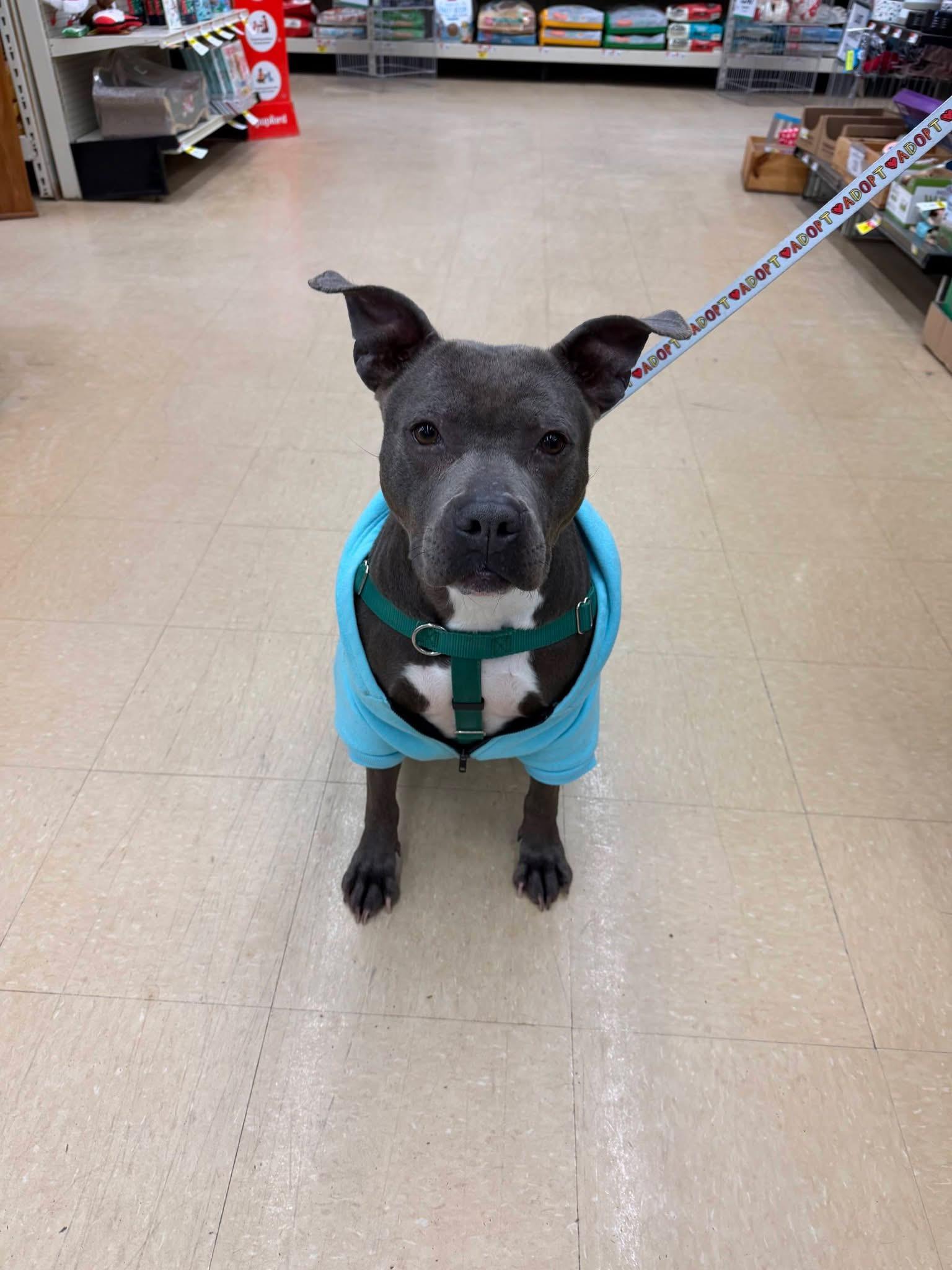 Enlarge Blueberry Toaster Strudel, a Adoptable mixed breed in Troy, MI image 3/6