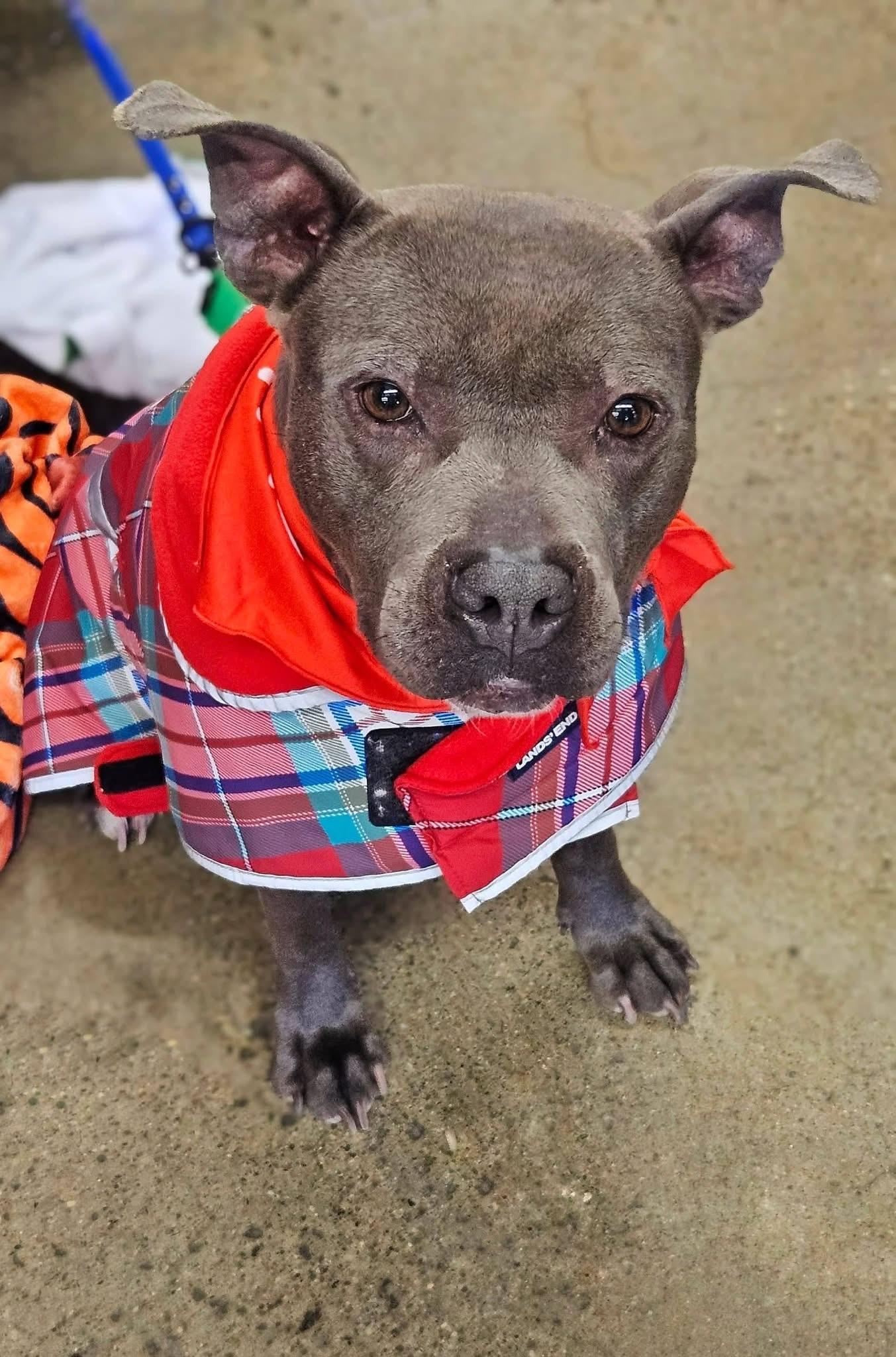 Enlarge Blueberry Toaster Strudel, a Adoptable mixed breed in Troy, MI image 4/6