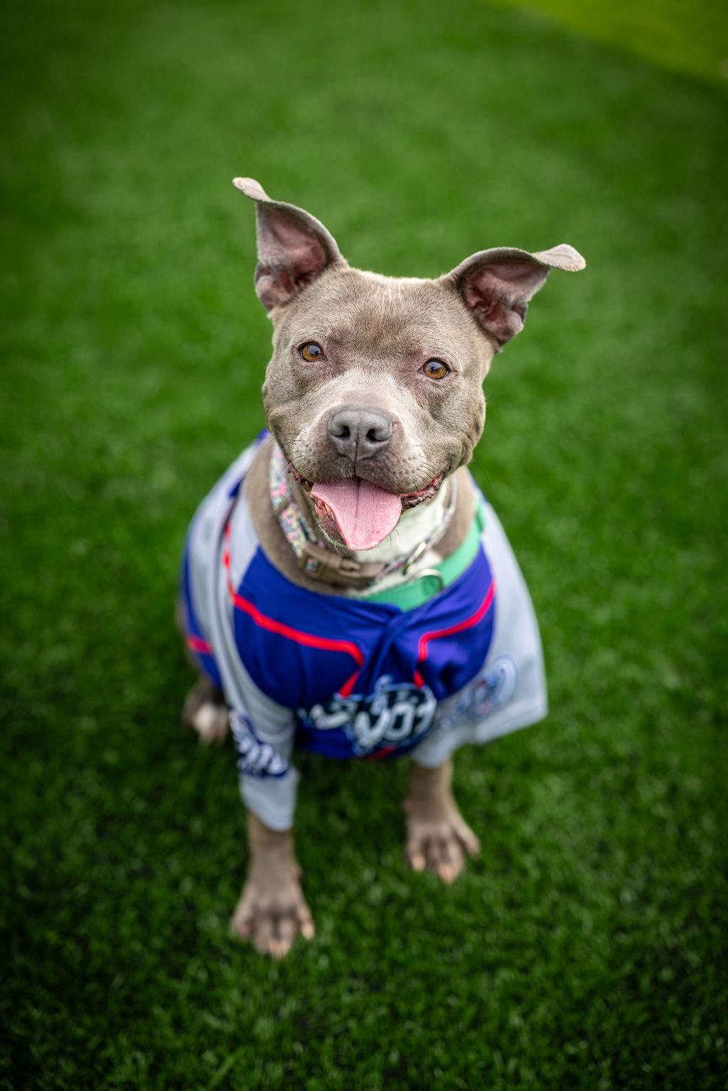 Blueberry Toaster Strudel, a Adoptable mixed breed in Troy, MI image 4/6