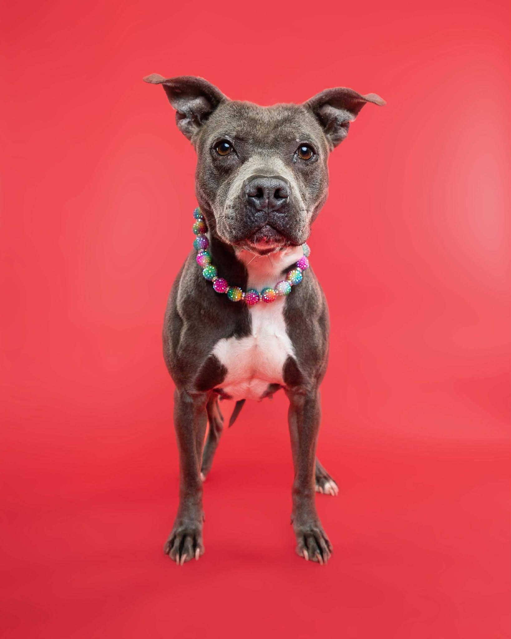 Enlarge Blueberry Toaster Strudel, a Adoptable mixed breed in Troy, MI image 4/6