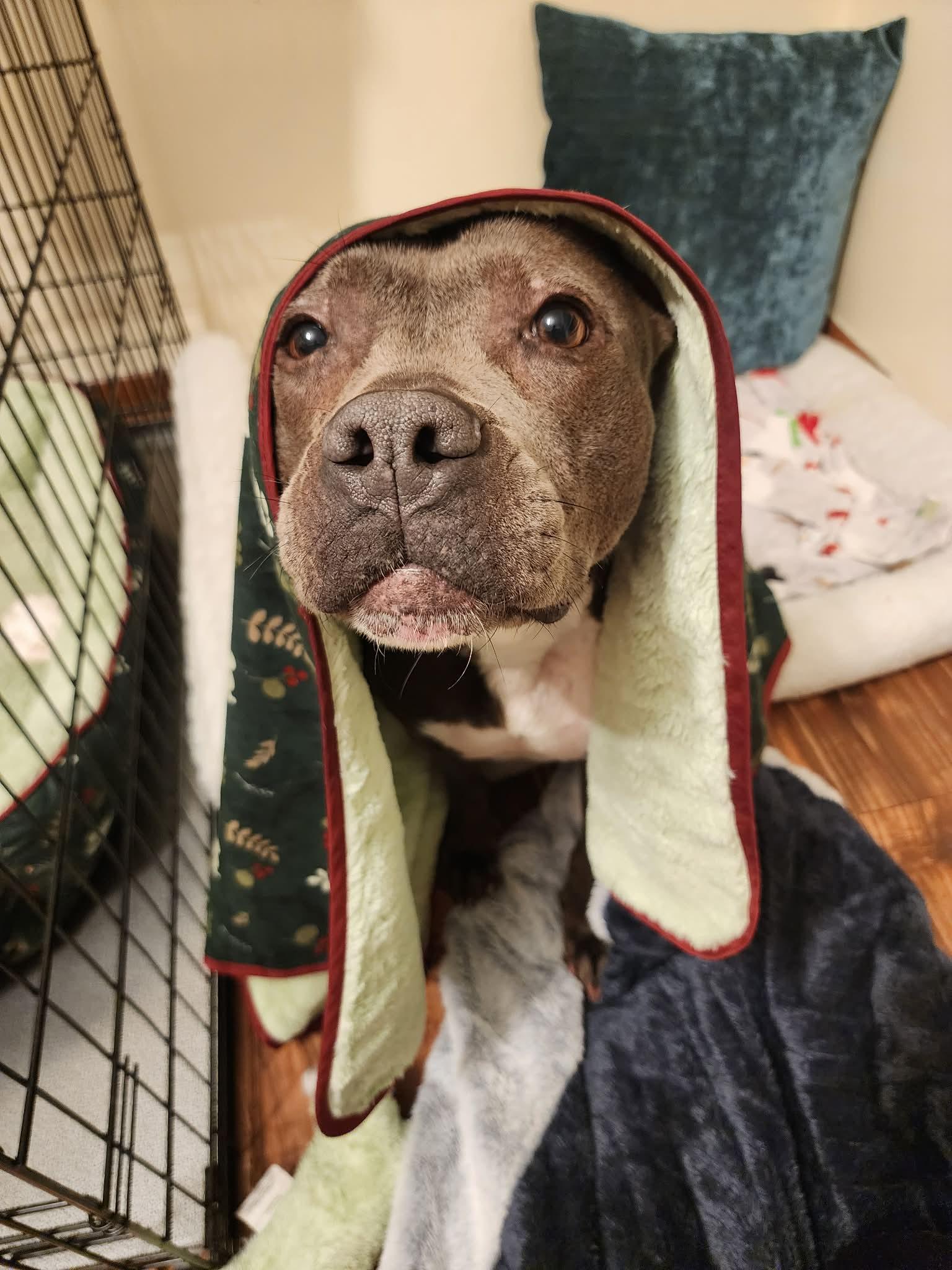 Enlarge Blueberry Toaster Strudel, a Adoptable mixed breed in Troy, MI image 5/6