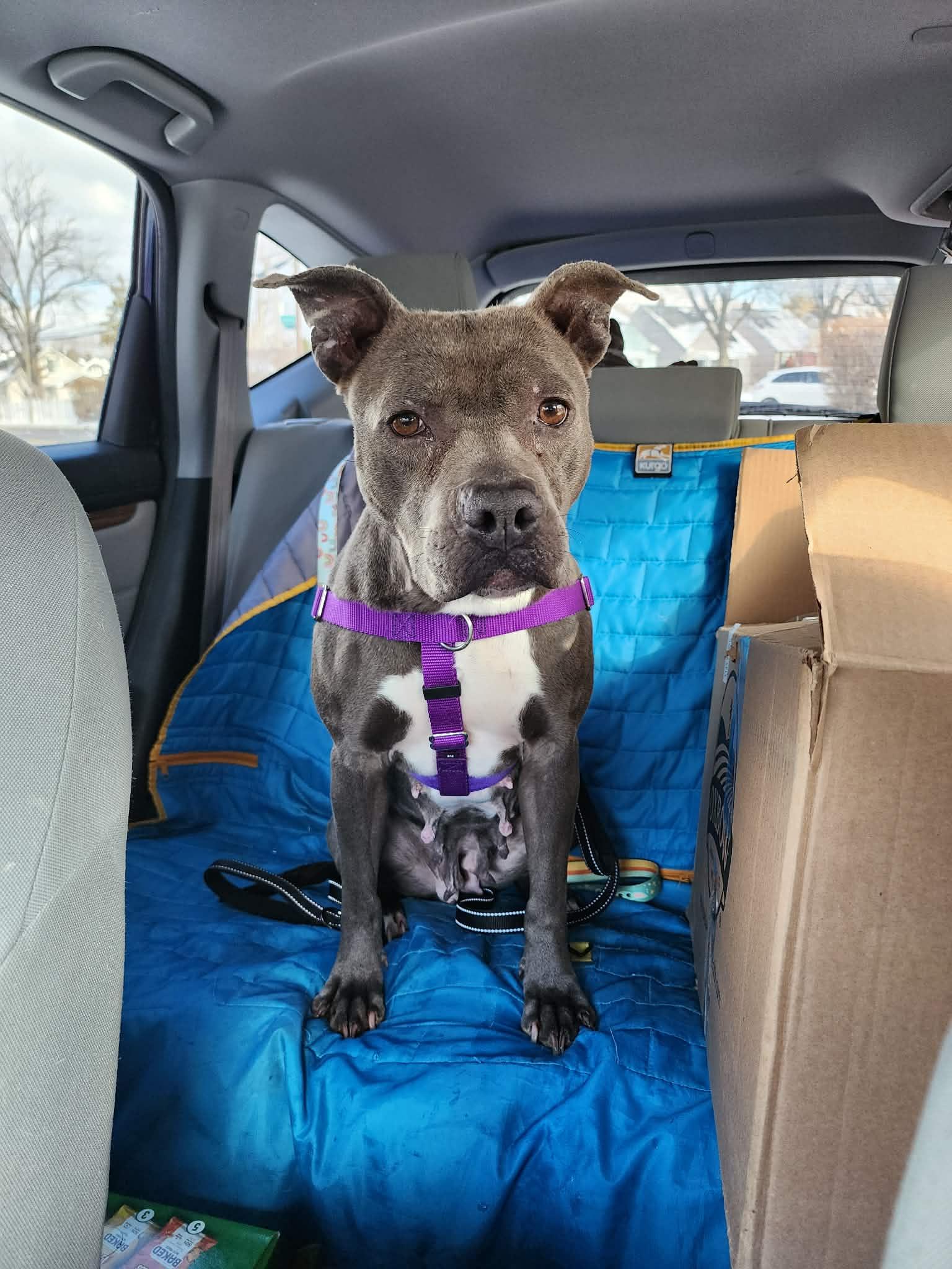 Enlarge Blueberry Toaster Strudel, a Adoptable mixed breed in Troy, MI image 6/6