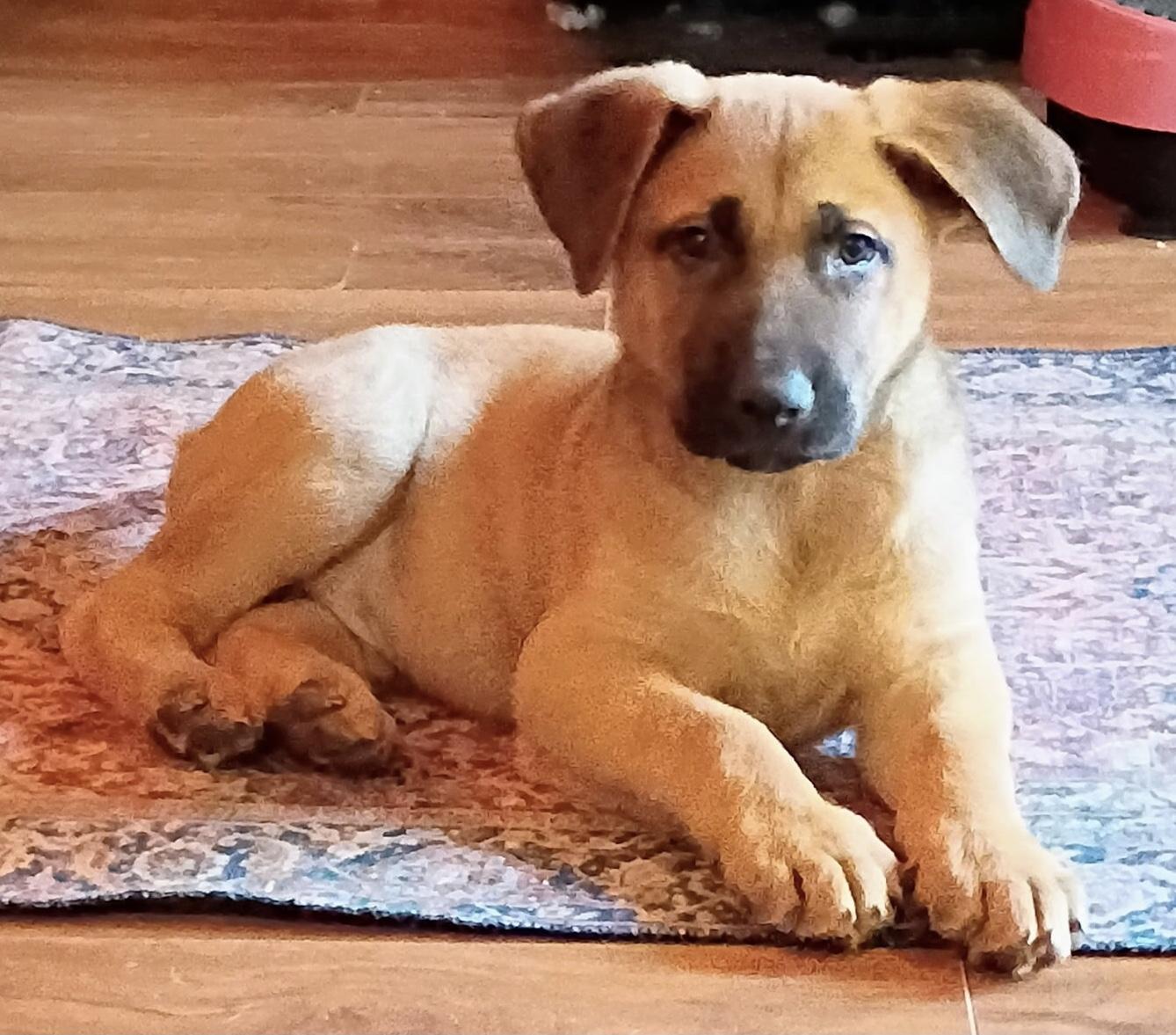 Enlarge Bere Bere, an adopted mixed breed in Rome, GA image 1/1
