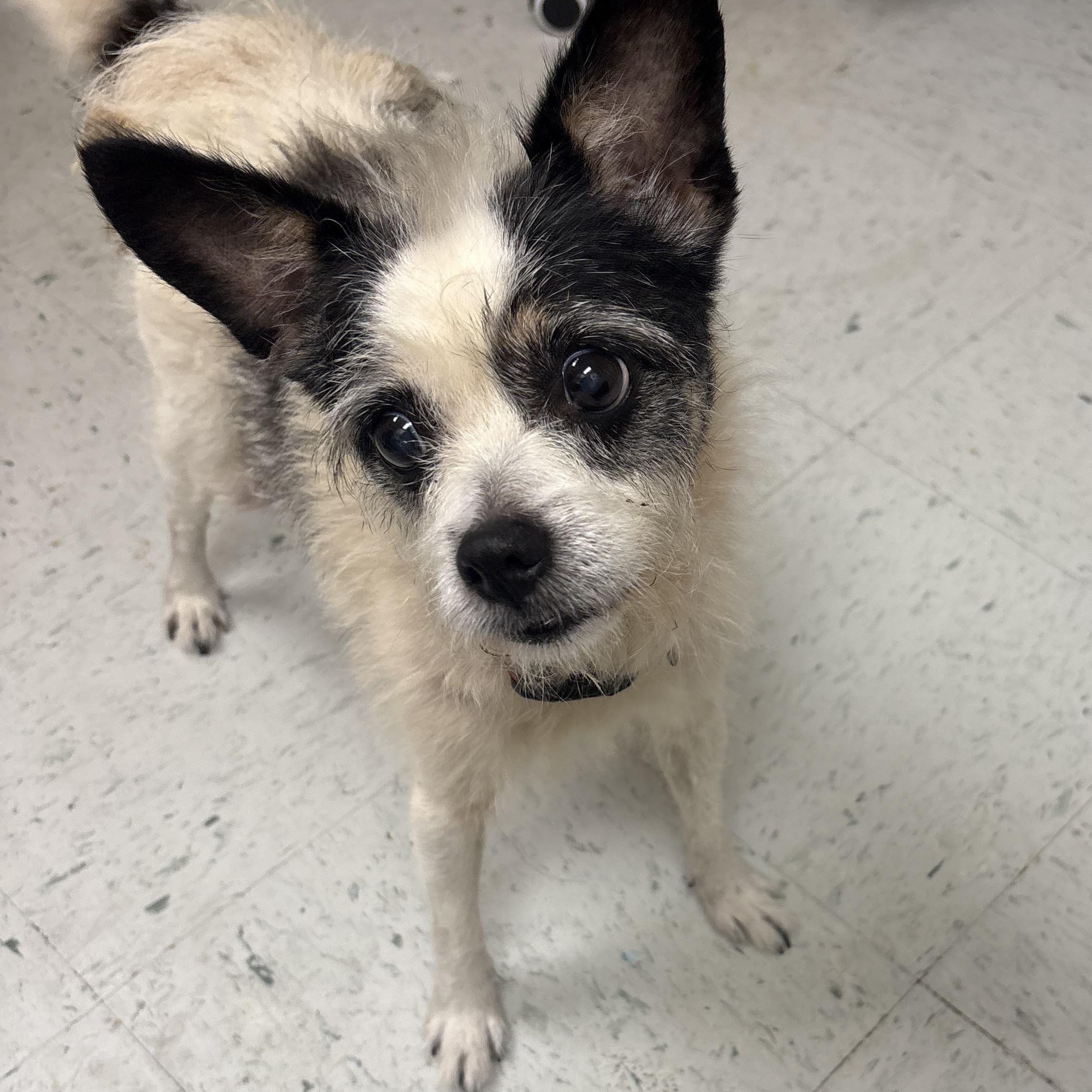 Enlarge Zap, a Adoptable mixed breed in Bardstown, KY image 4/4