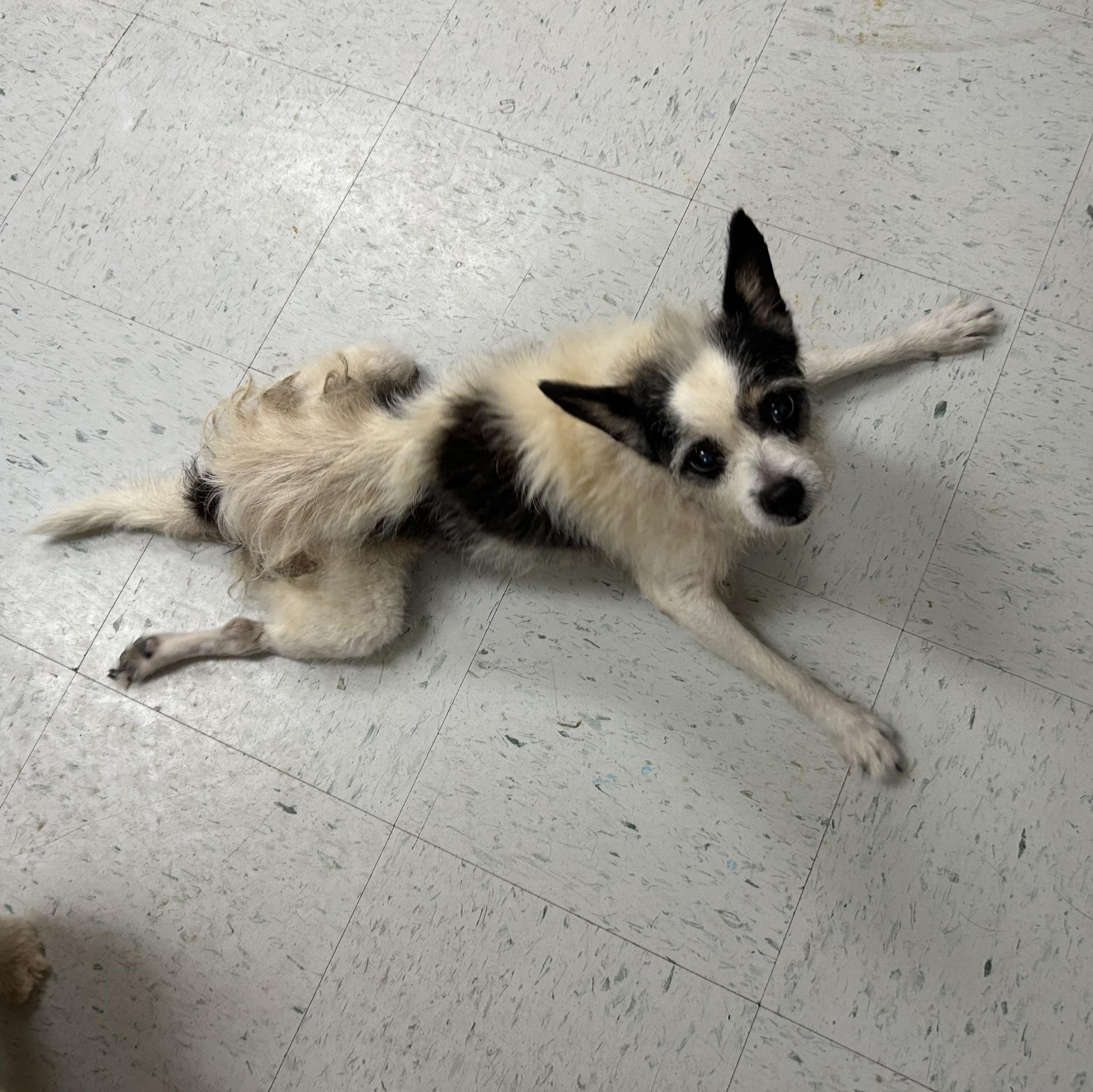Enlarge Zap, a Adoptable mixed breed in Bardstown, KY image 2/4