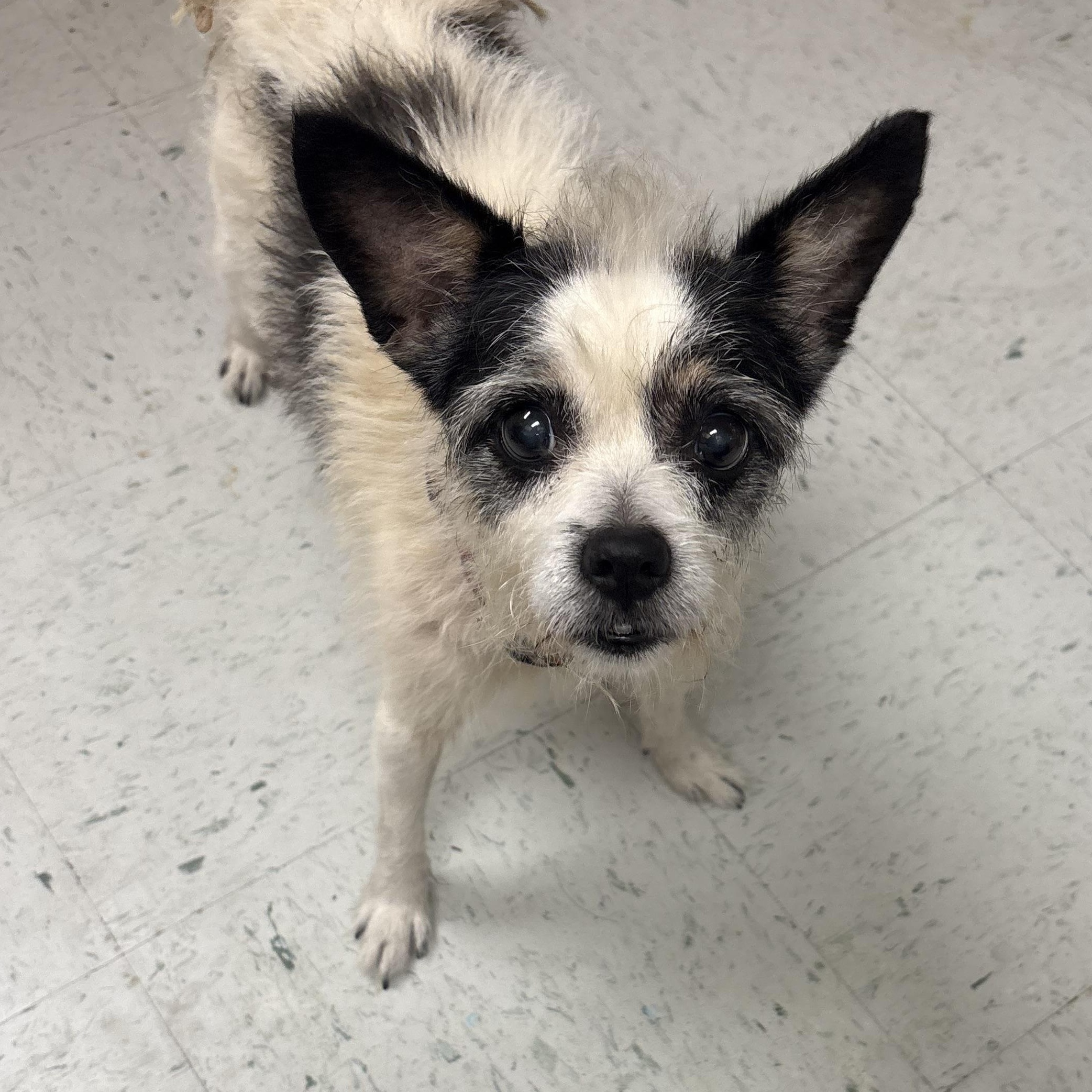 Enlarge Zap, a Adoptable mixed breed in Bardstown, KY image 1/4