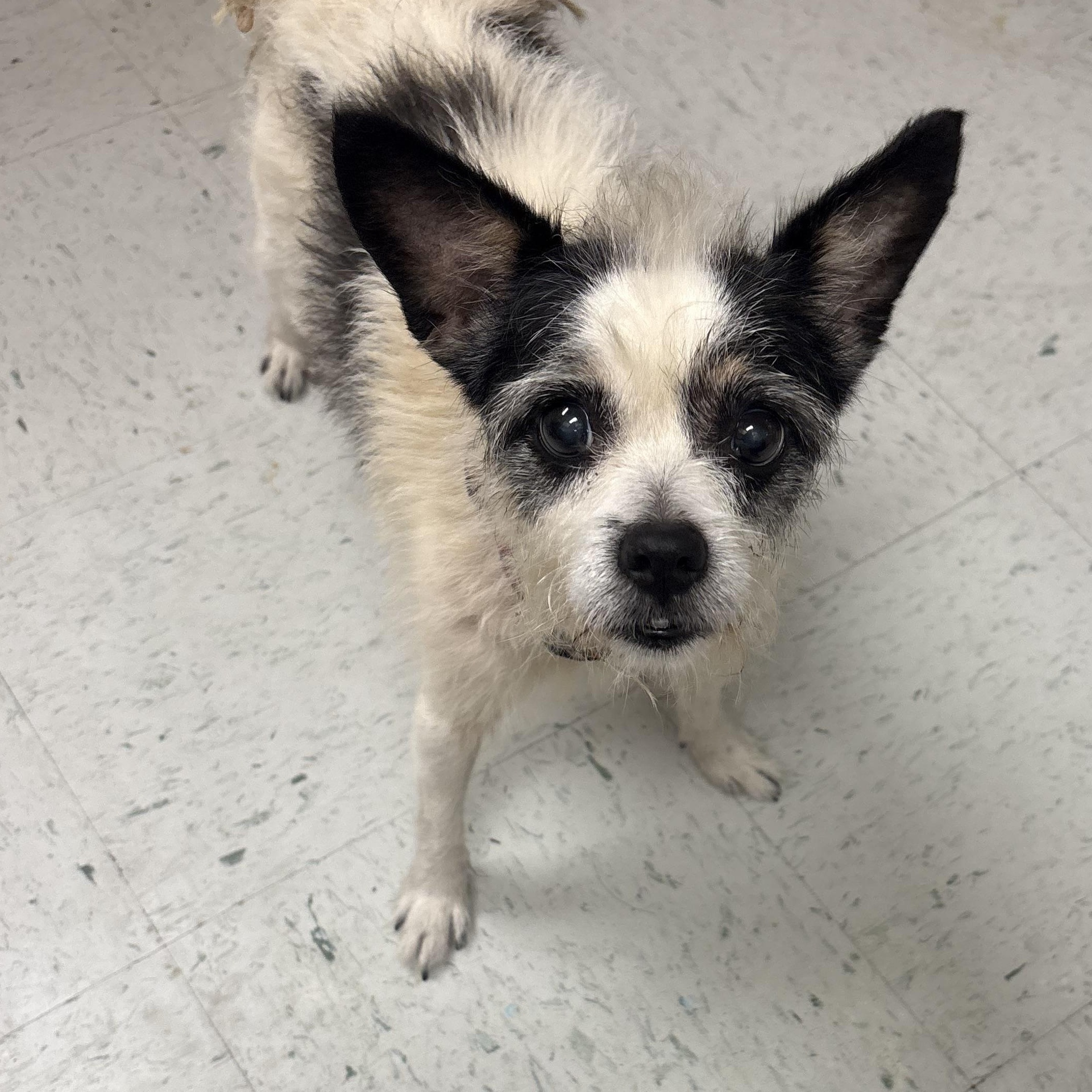 Enlarge Zap, a Adoptable mixed breed in Bardstown, KY image 3/4