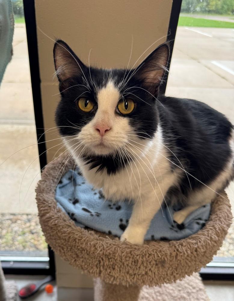 Enlarge Paloma, a Adoptable Domestic Medium Hair in Mason City, IA image 2/3
