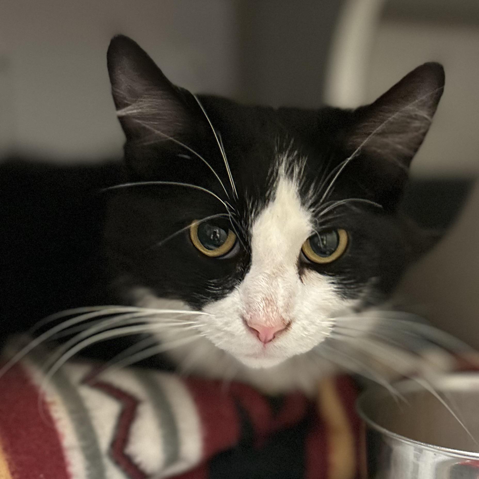 Paloma, Adoptable, Adult Female Domestic Medium Hair.