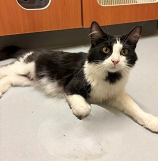 Enlarge Paloma, a Adoptable Domestic Medium Hair in Mason City, IA image 3/3
