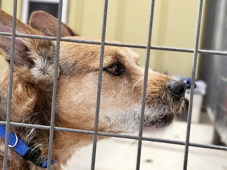 Tony, ADOPTABLE, Adult Male Terrier.