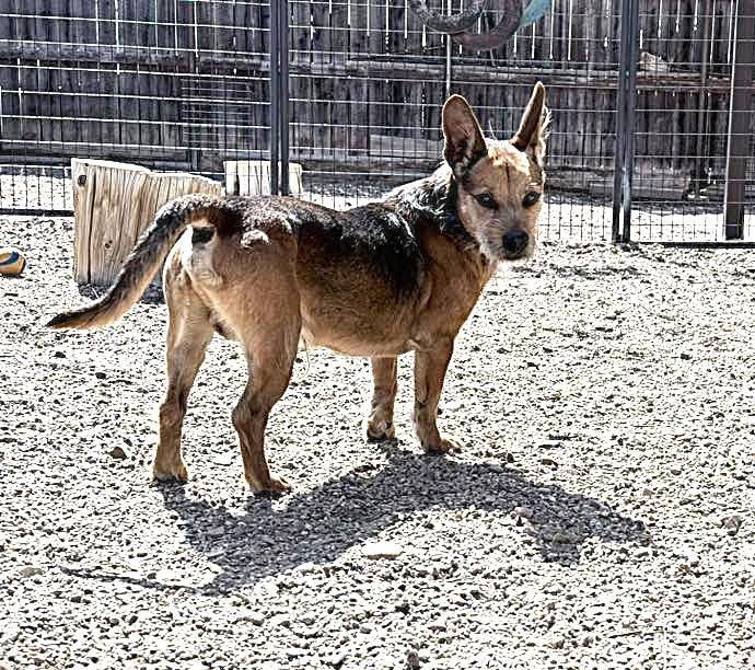 Enlarge Tony, a ADOPTABLE mixed breed in Diamondville, WY image 2/3