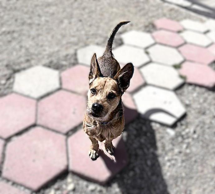 Enlarge Tony, a ADOPTABLE mixed breed in Diamondville, WY image 3/3
