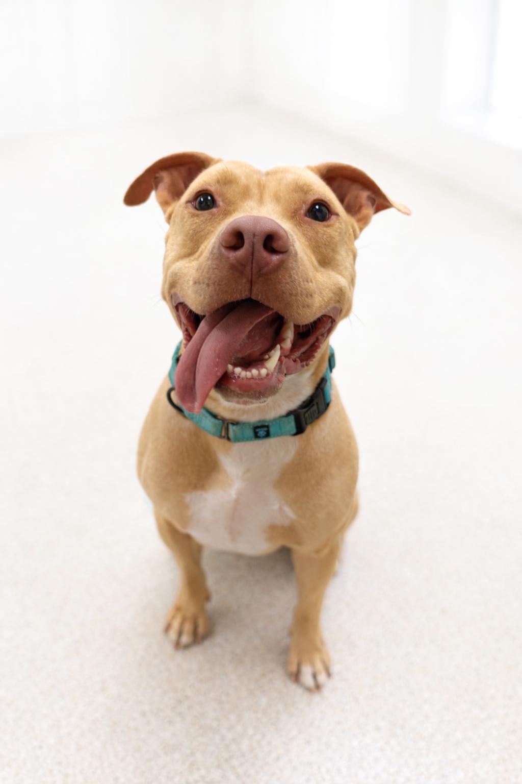 Enlarge Pringles, a ADOPTABLE Pit Bull Terrier in Scottsdale, AZ image 1/1