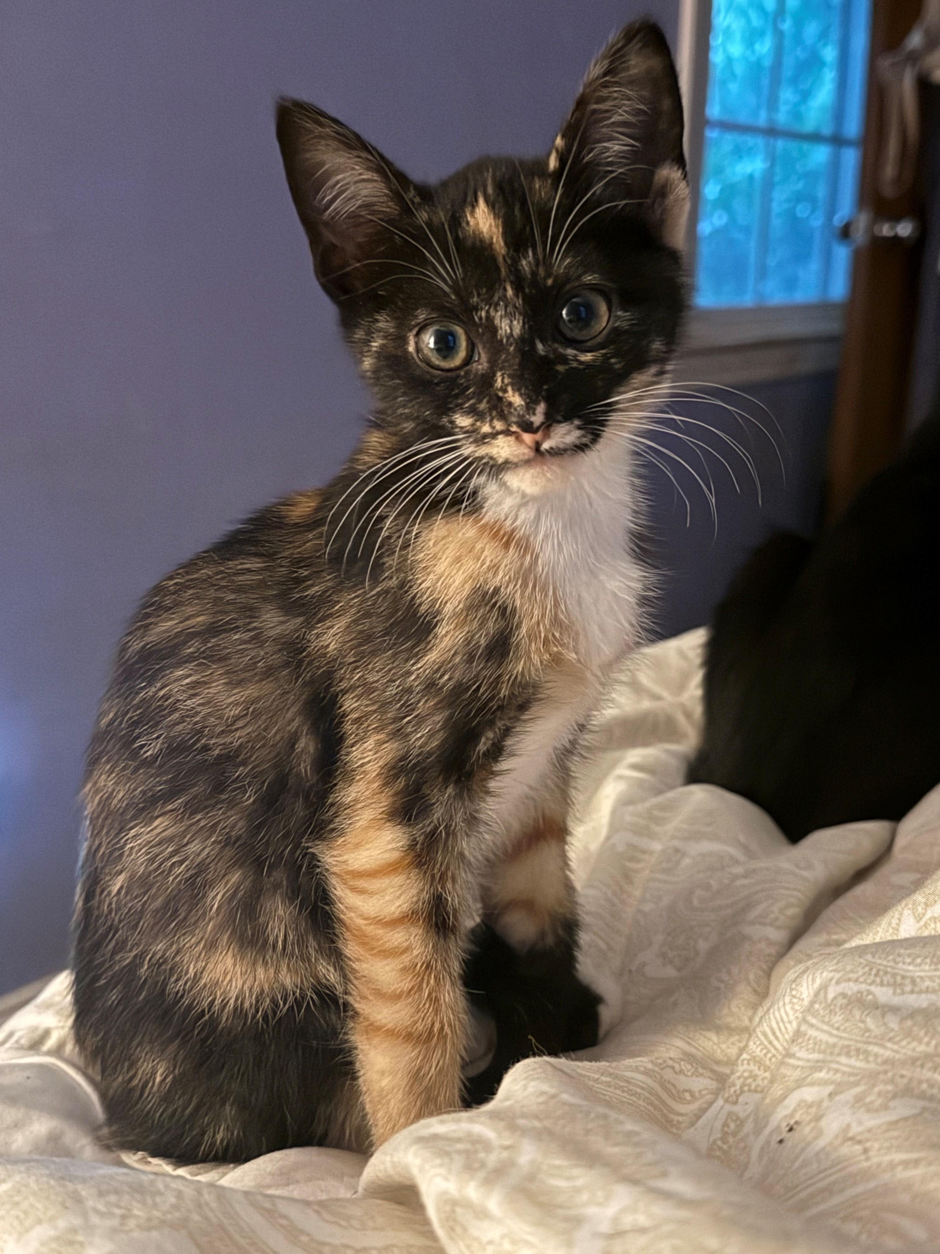 Hazel, adopted, Kitten Female Tortoiseshell.
