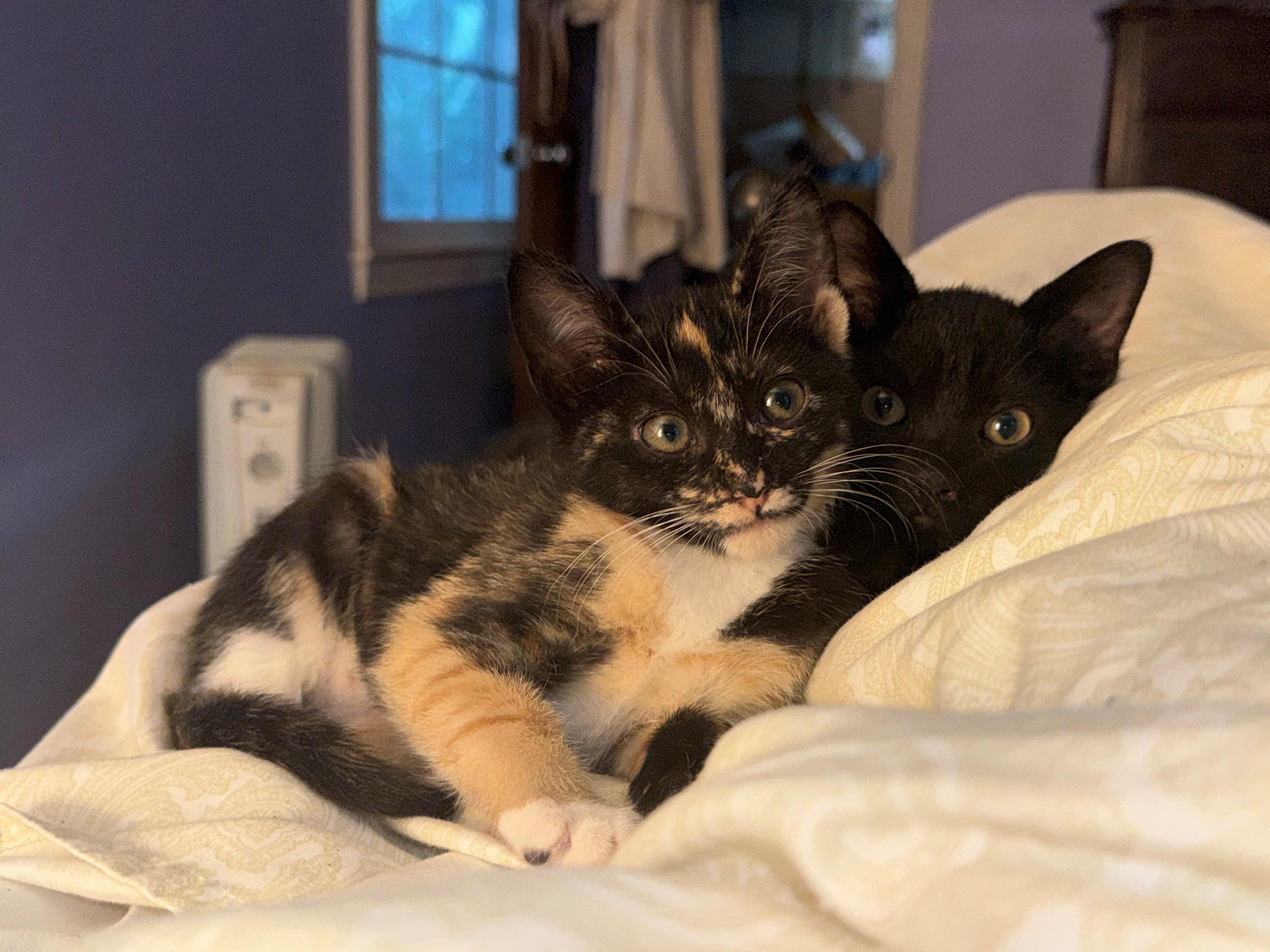 Hazel, an adopted Tortoiseshell in Charlotte, NC image 2/2