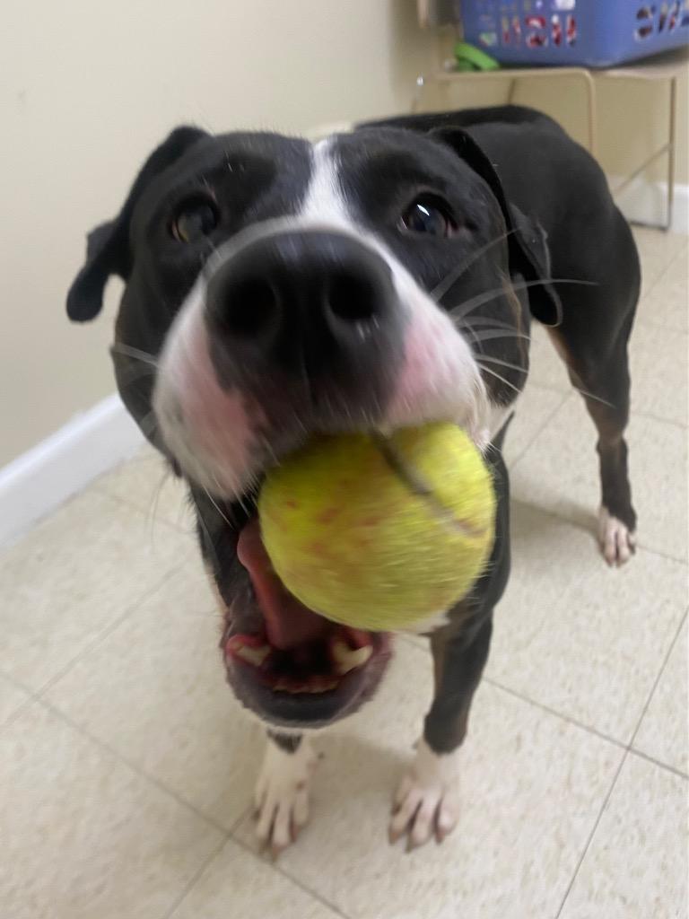 Button, Adoptable, Young Female Labrador Retriever & Mixed Breed.