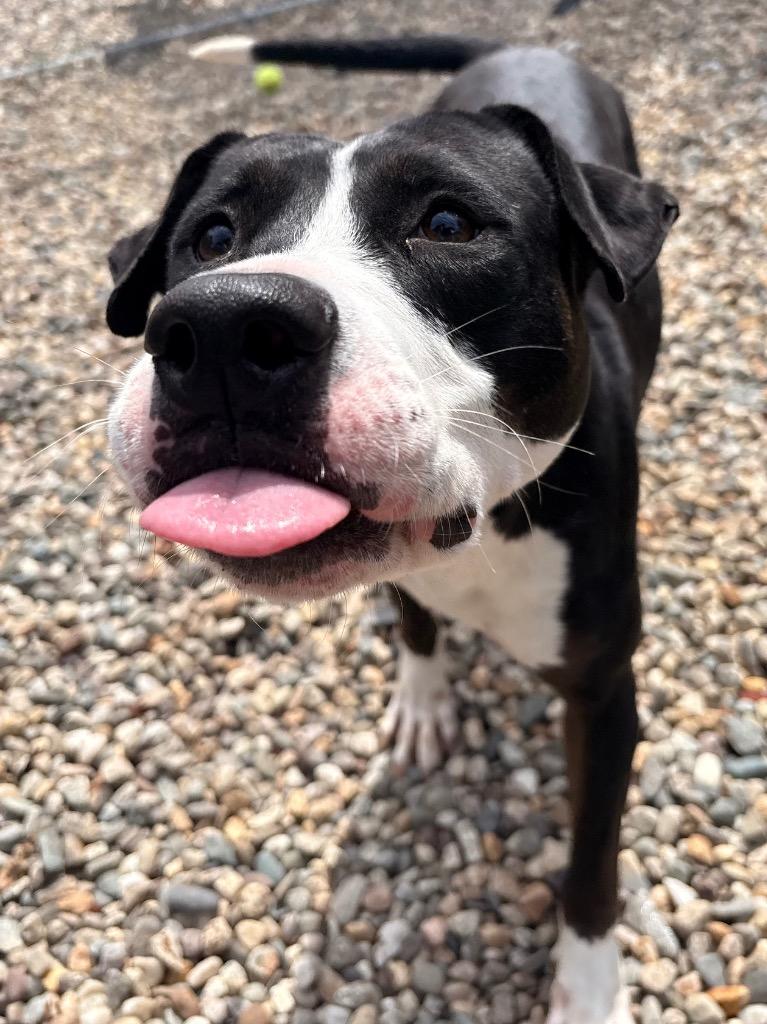 Button, a Adoptable mixed breed in Fall River, MA image 2/6