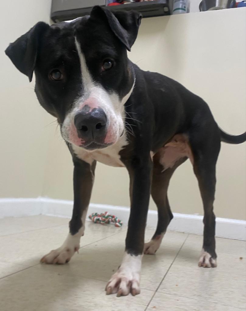 Button, a Adoptable mixed breed in Fall River, MA image 3/6