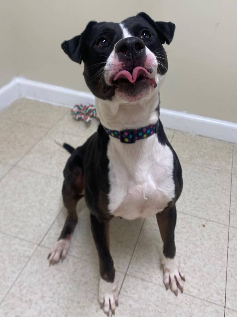 Button, a Adoptable mixed breed in Fall River, MA image 4/6