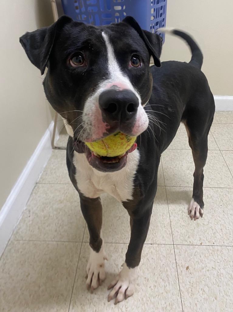 Button, a Adoptable mixed breed in Fall River, MA image 5/6