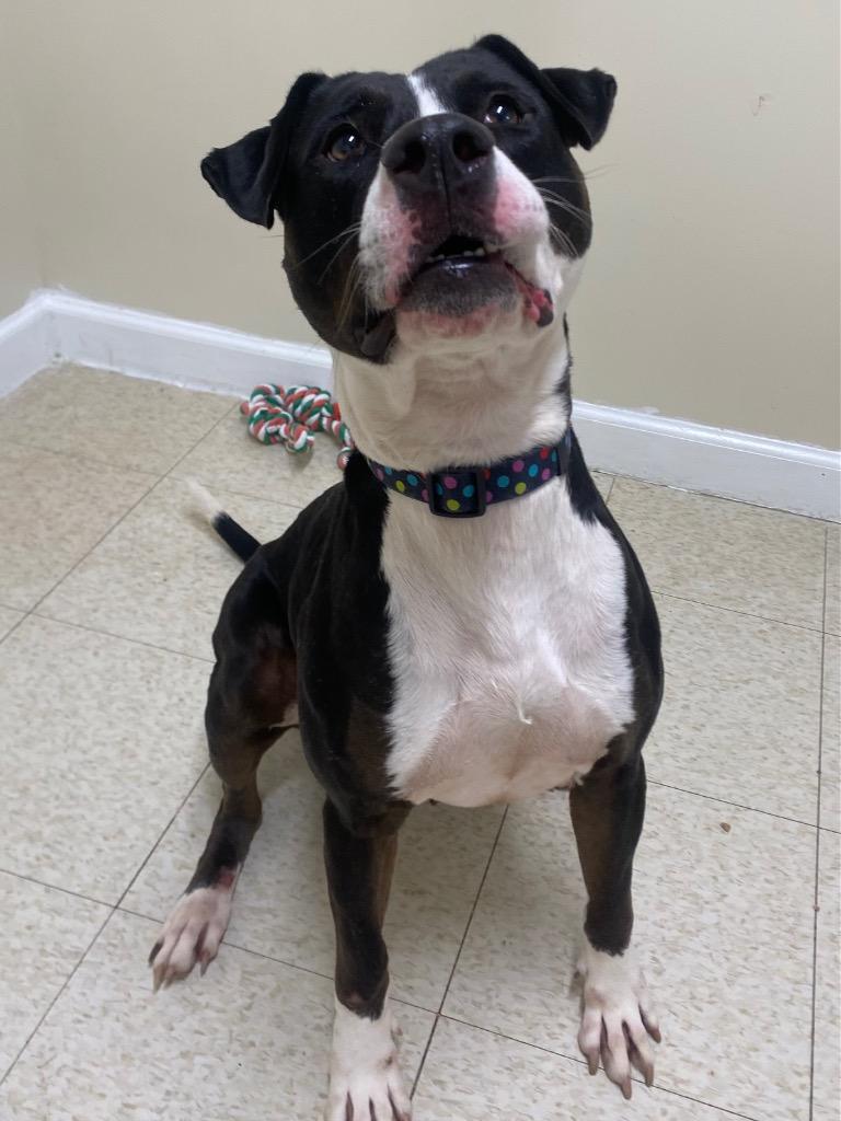 Button, a Adoptable mixed breed in Fall River, MA image 6/6