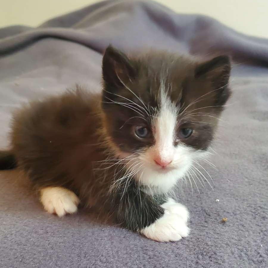 Bacon, ADOPTABLE, Kitten Male Domestic Short Hair.