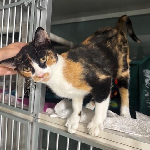 Enlarge Garcia, a Adopted Calico in Hutchinson, MN image 4/5