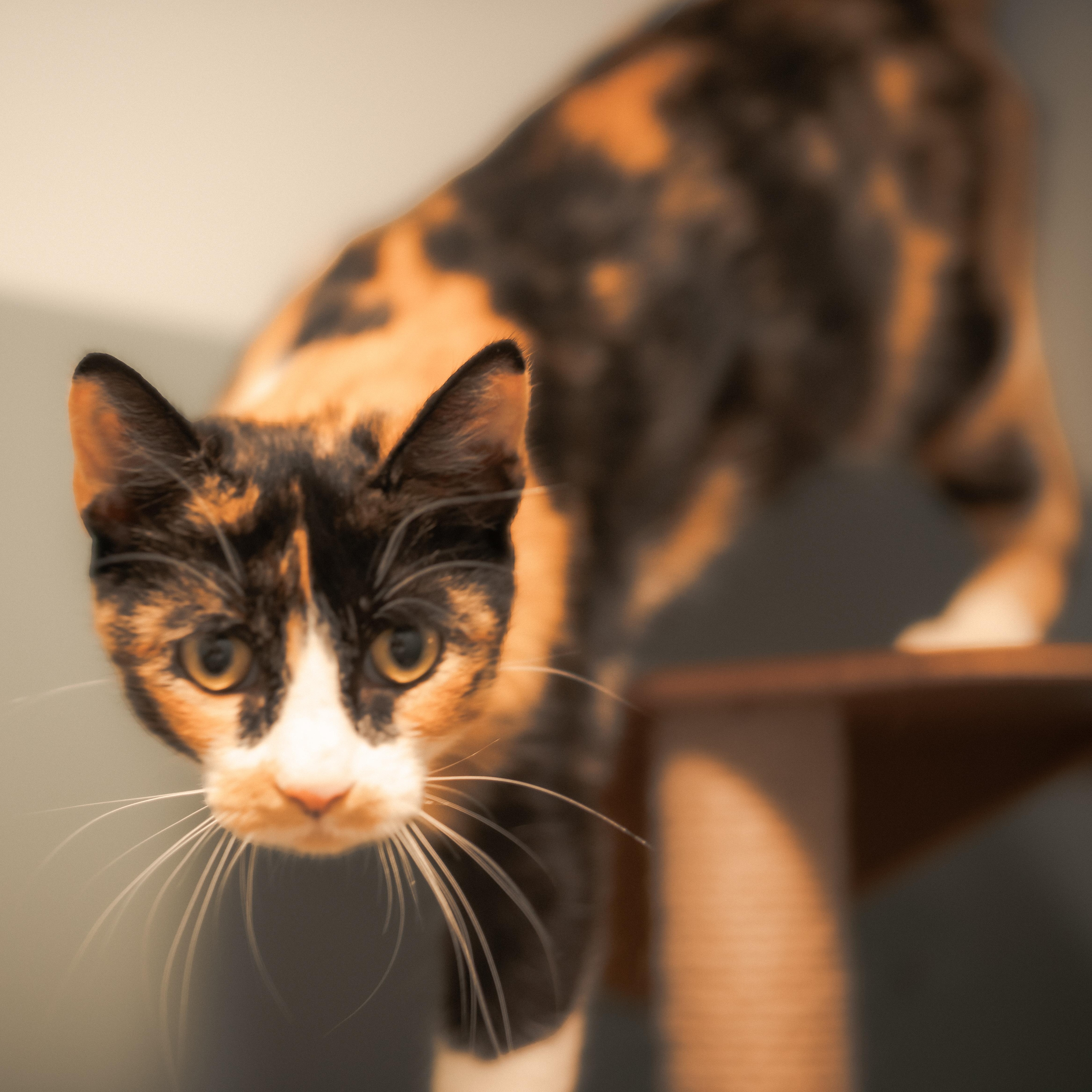 Enlarge Garcia, a Adopted Calico in Hutchinson, MN image 5/5