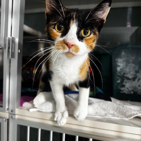 Enlarge Garcia, a Adopted Calico in Hutchinson, MN image 2/5