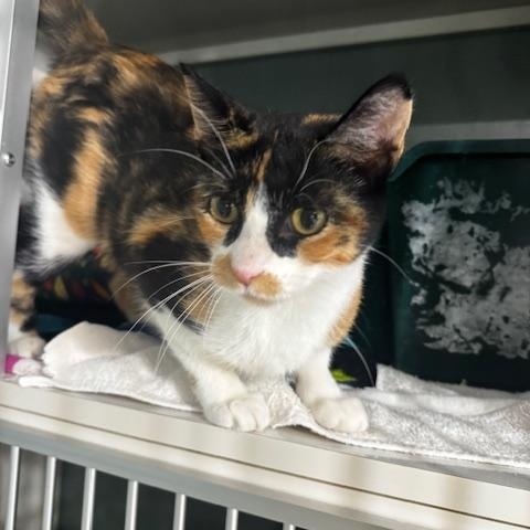 Enlarge Garcia, a Adopted Calico in Hutchinson, MN image 3/5