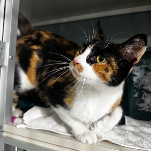 Garcia, Adopted, Adult Female Calico.